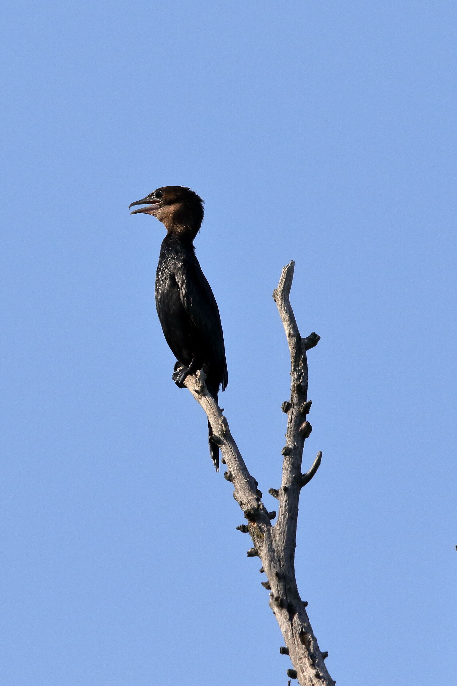 Cormorant