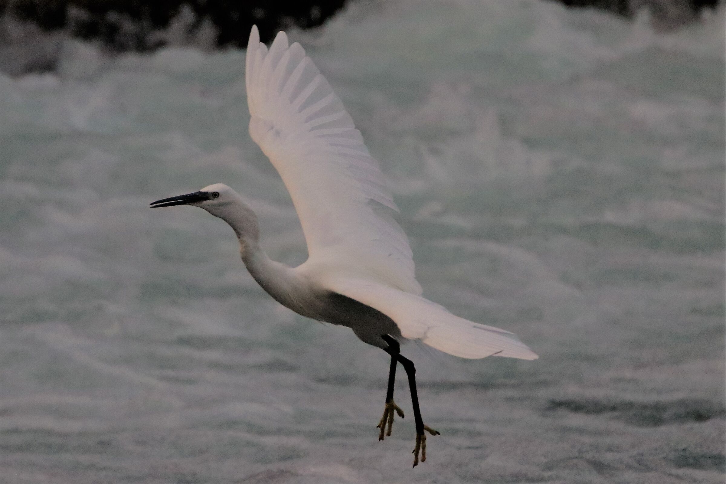 egret