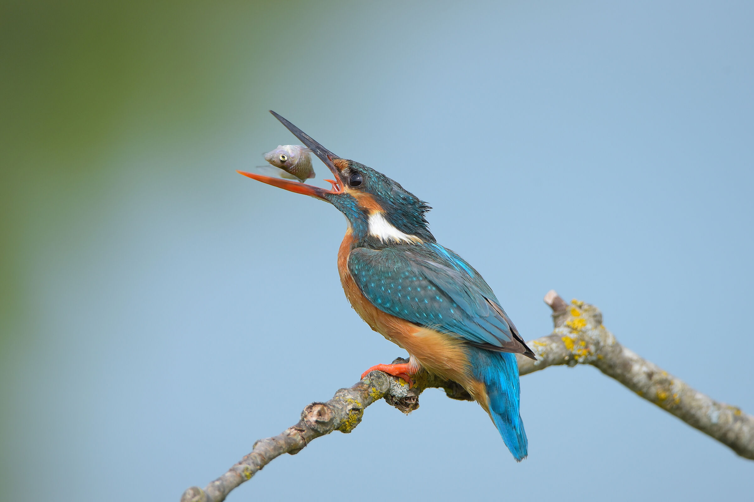 Kingfisher