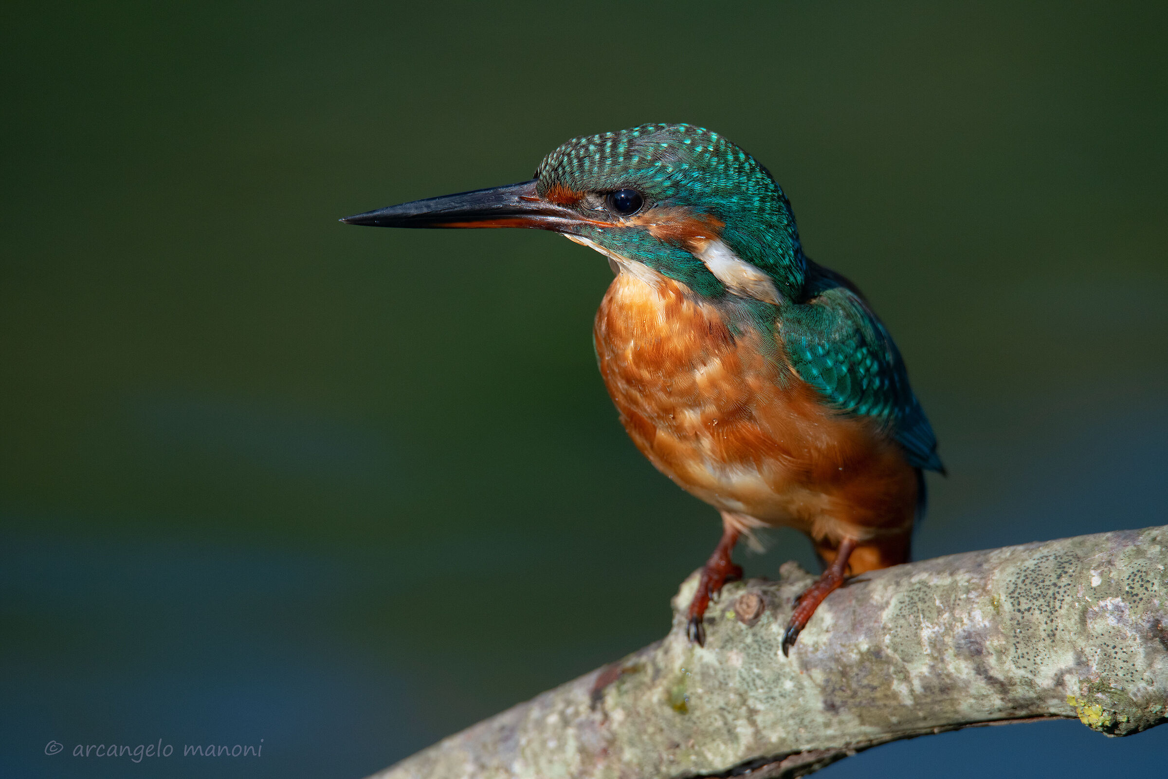 A martina ''listening''