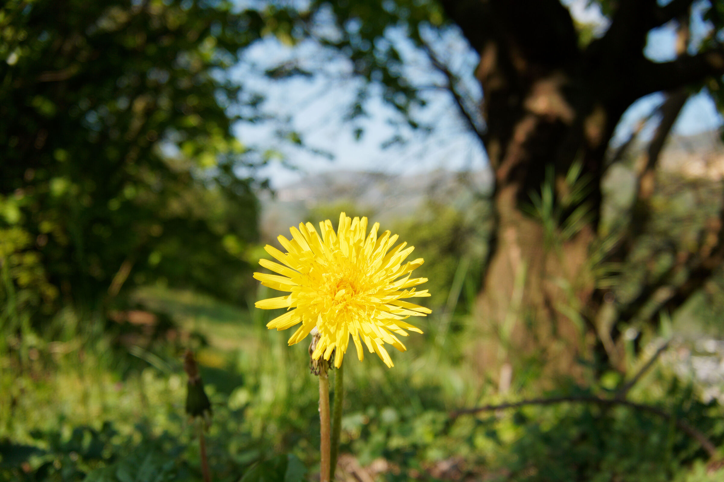 Olympus e-pl8 con Meitu 14-42 F3.5-5.6 Asph