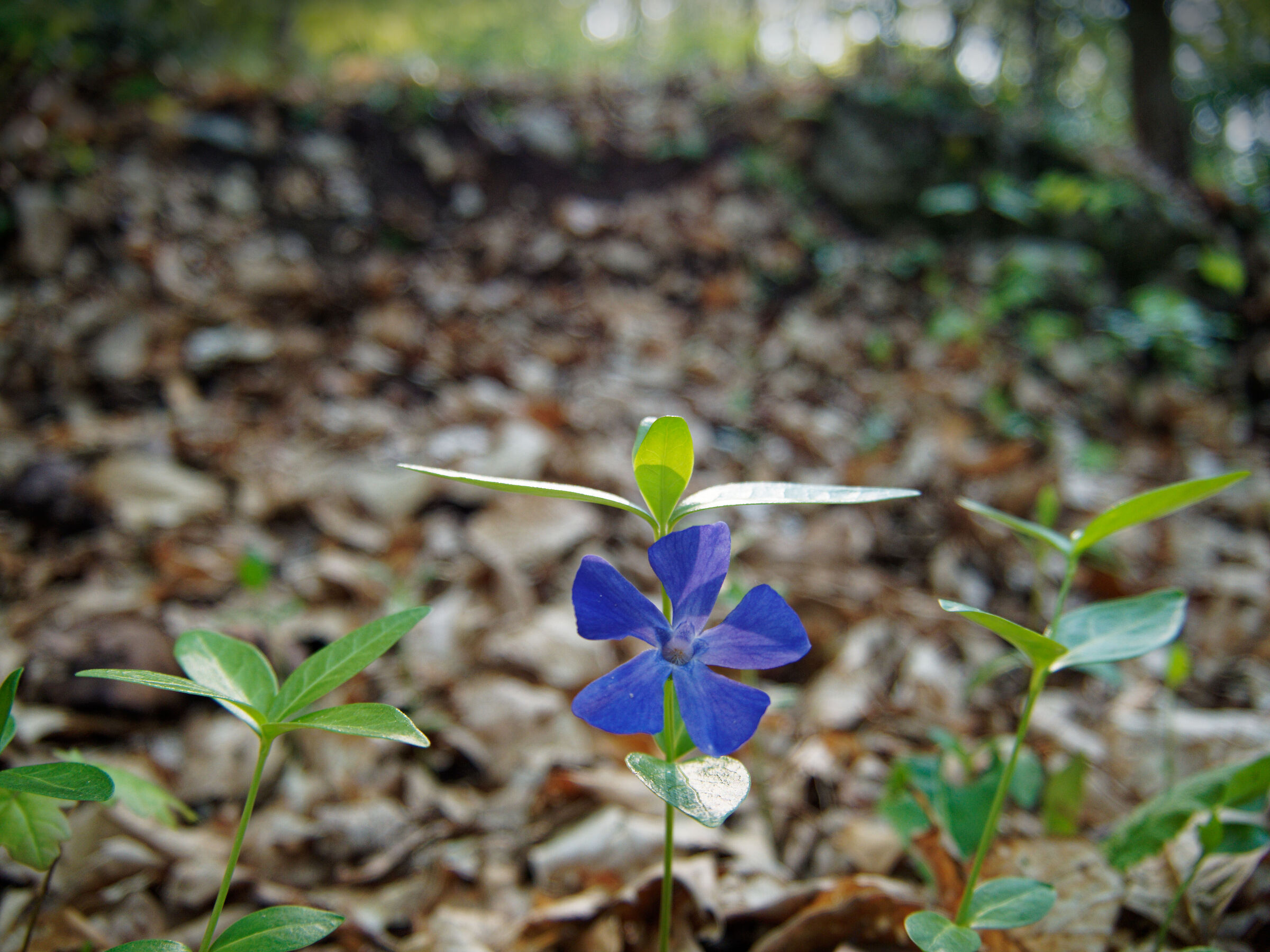 Olympus e-pl8 con Meitu 14-42 F3.5-5.6 Asph