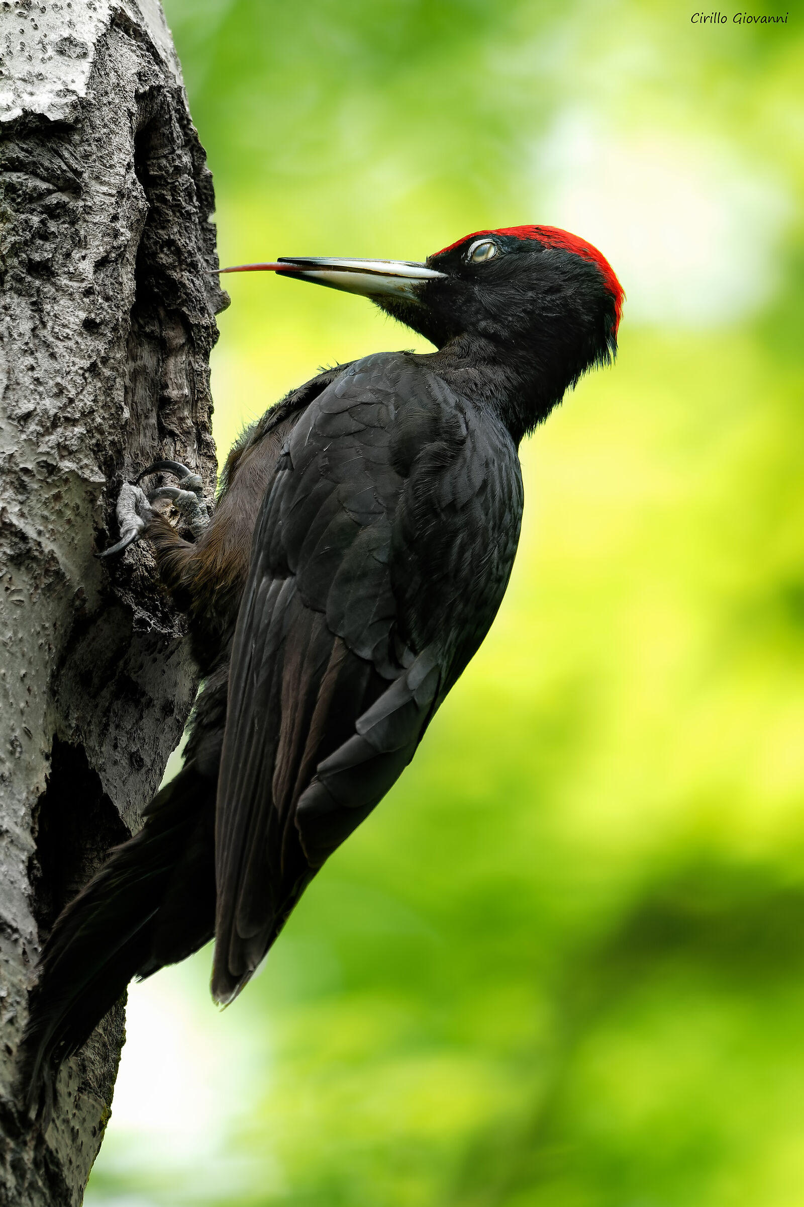 Black woodpecker