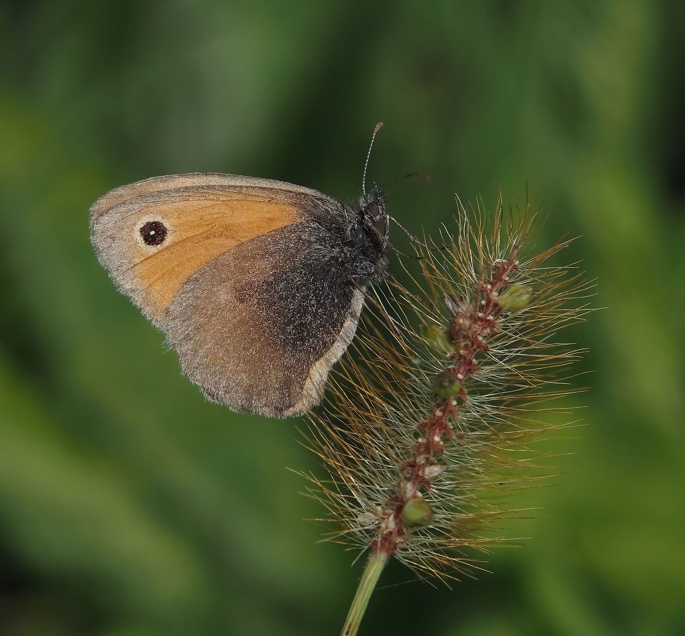 Nymphalidae d'ottobre