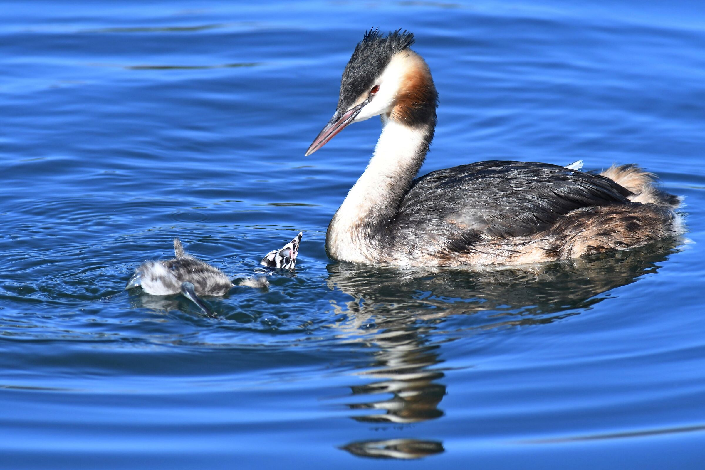 Great grebe with pullo