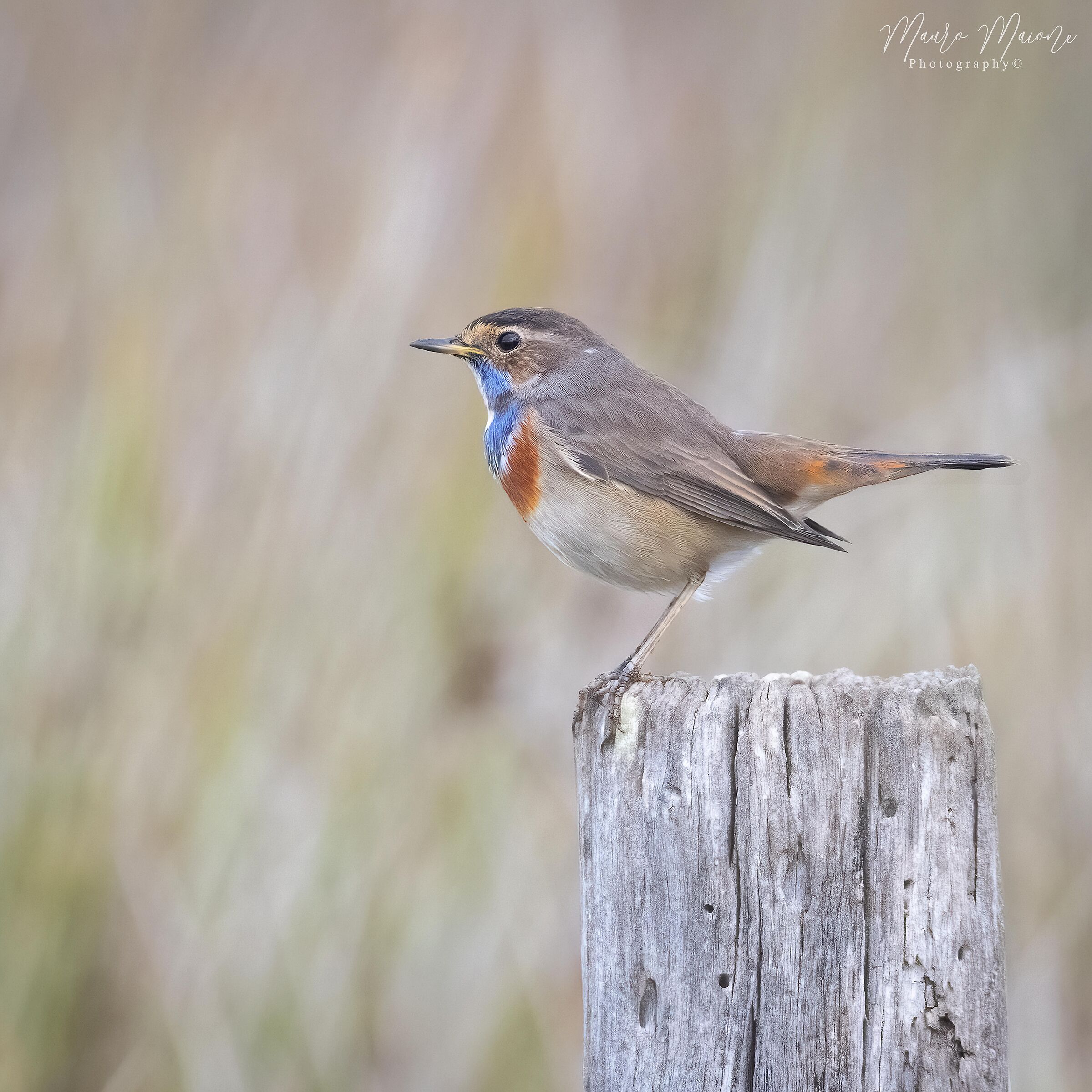 Pettazzurro (Luscinia svecica)