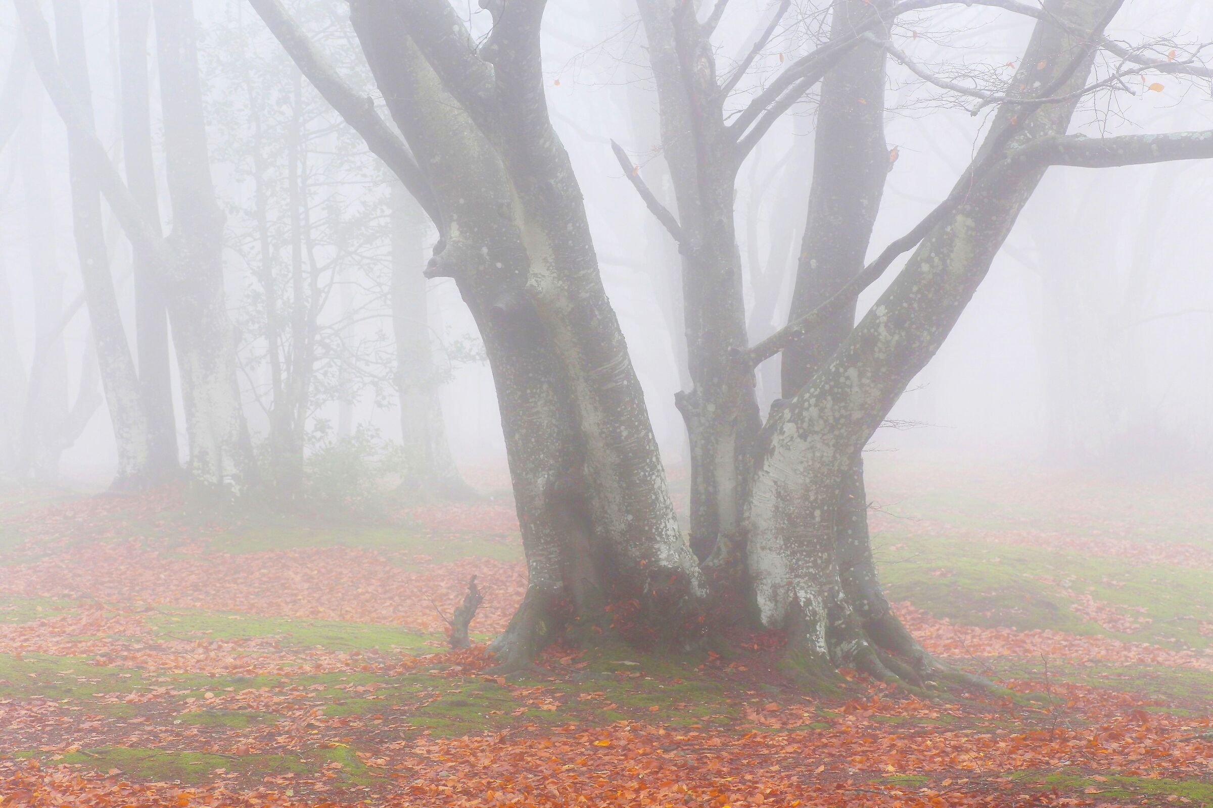 misty beech forest