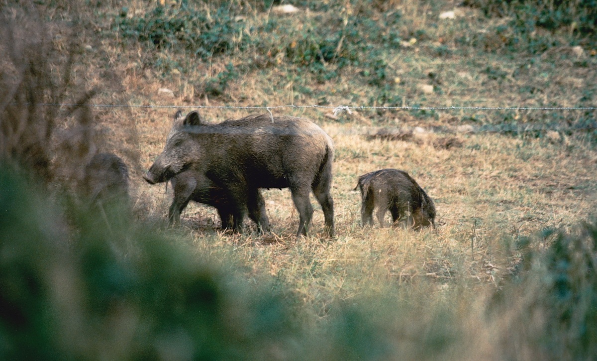Wild boar, late summer 1991