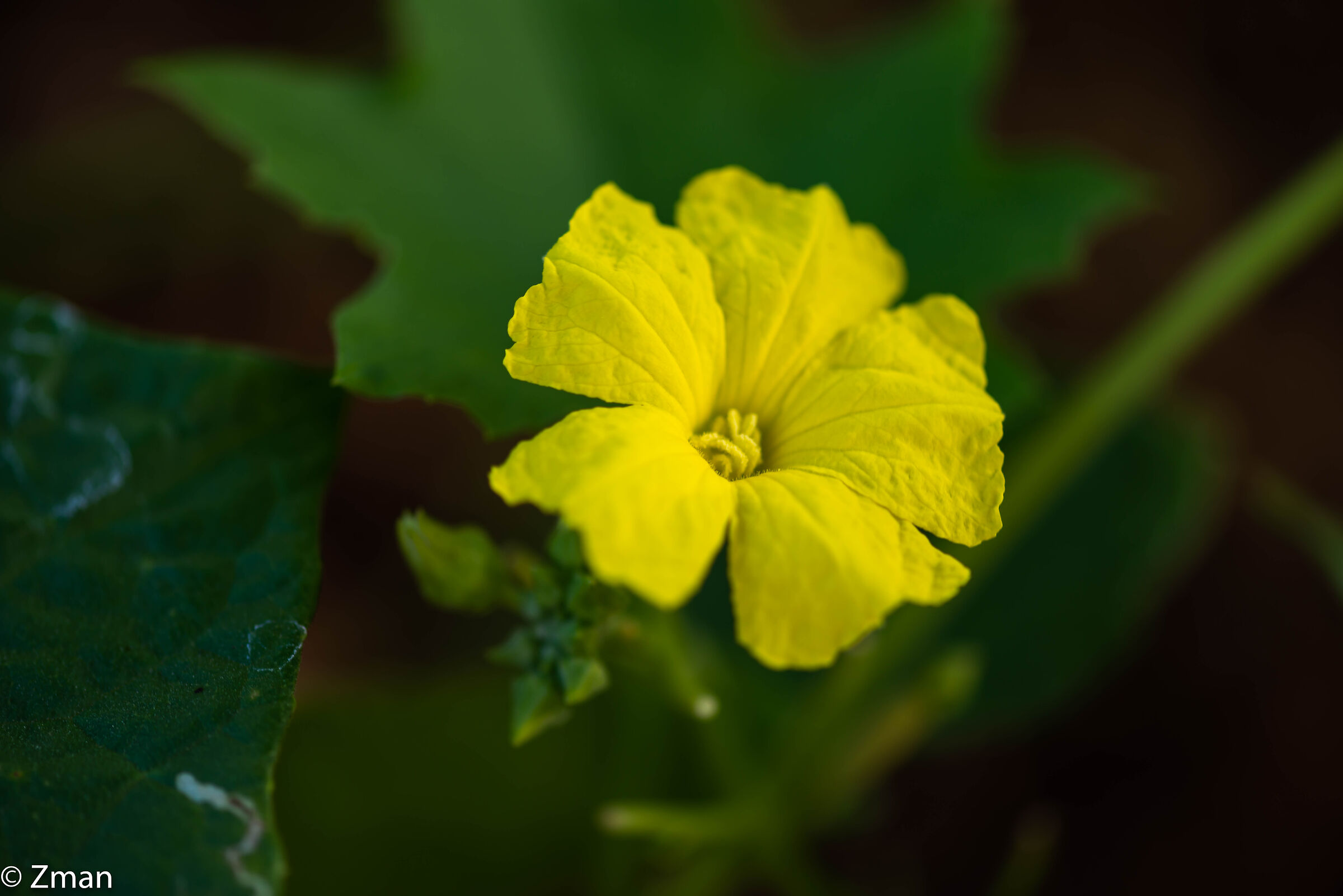 Yellow and Beautiful