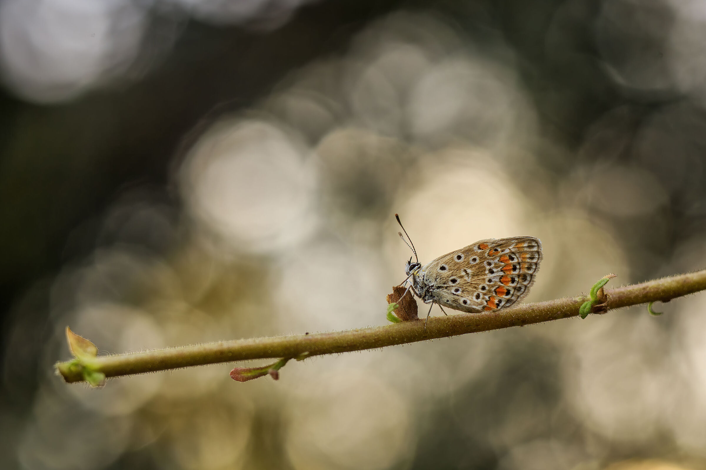 Icarus on Trioplan V2