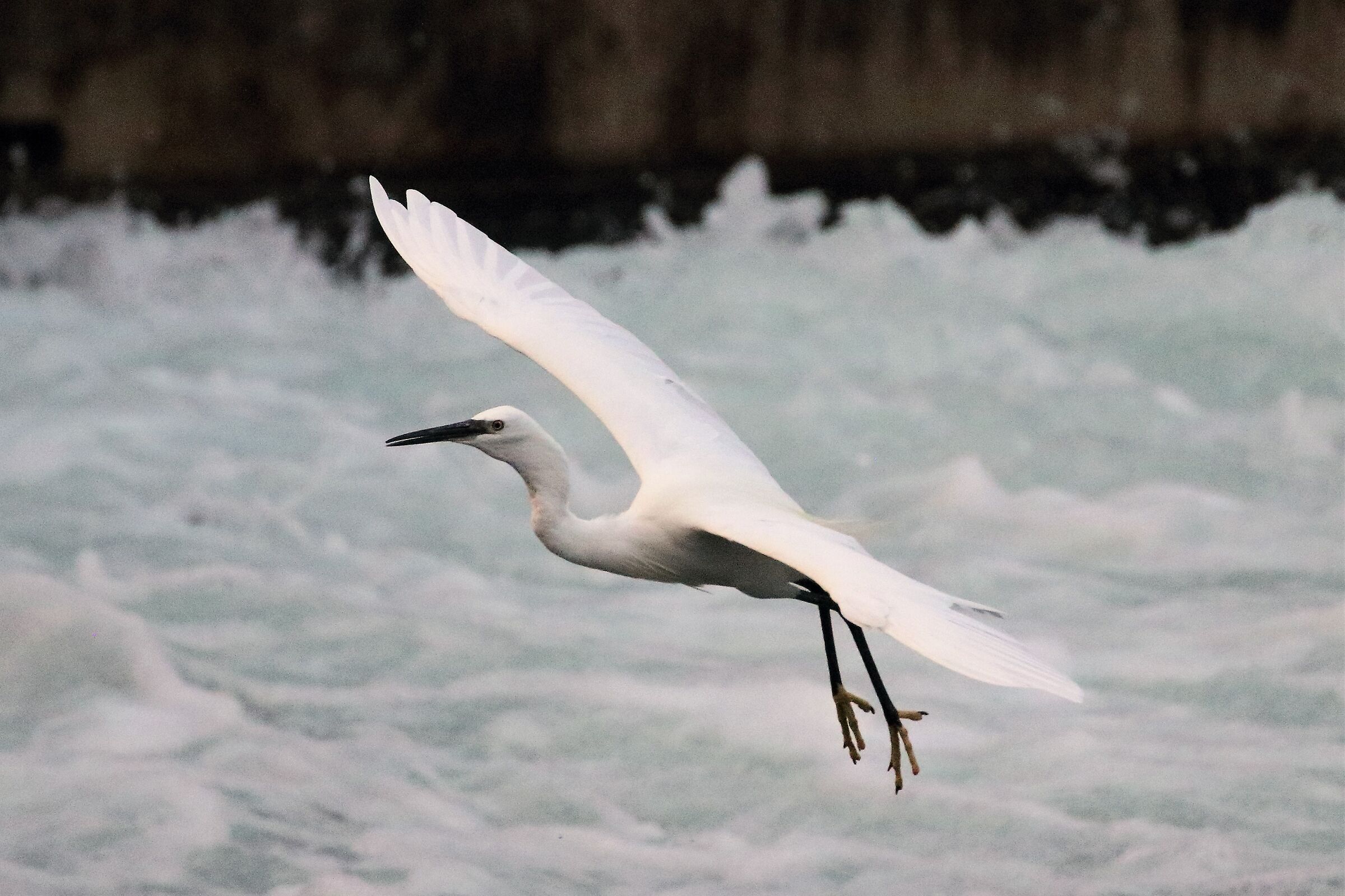 egret