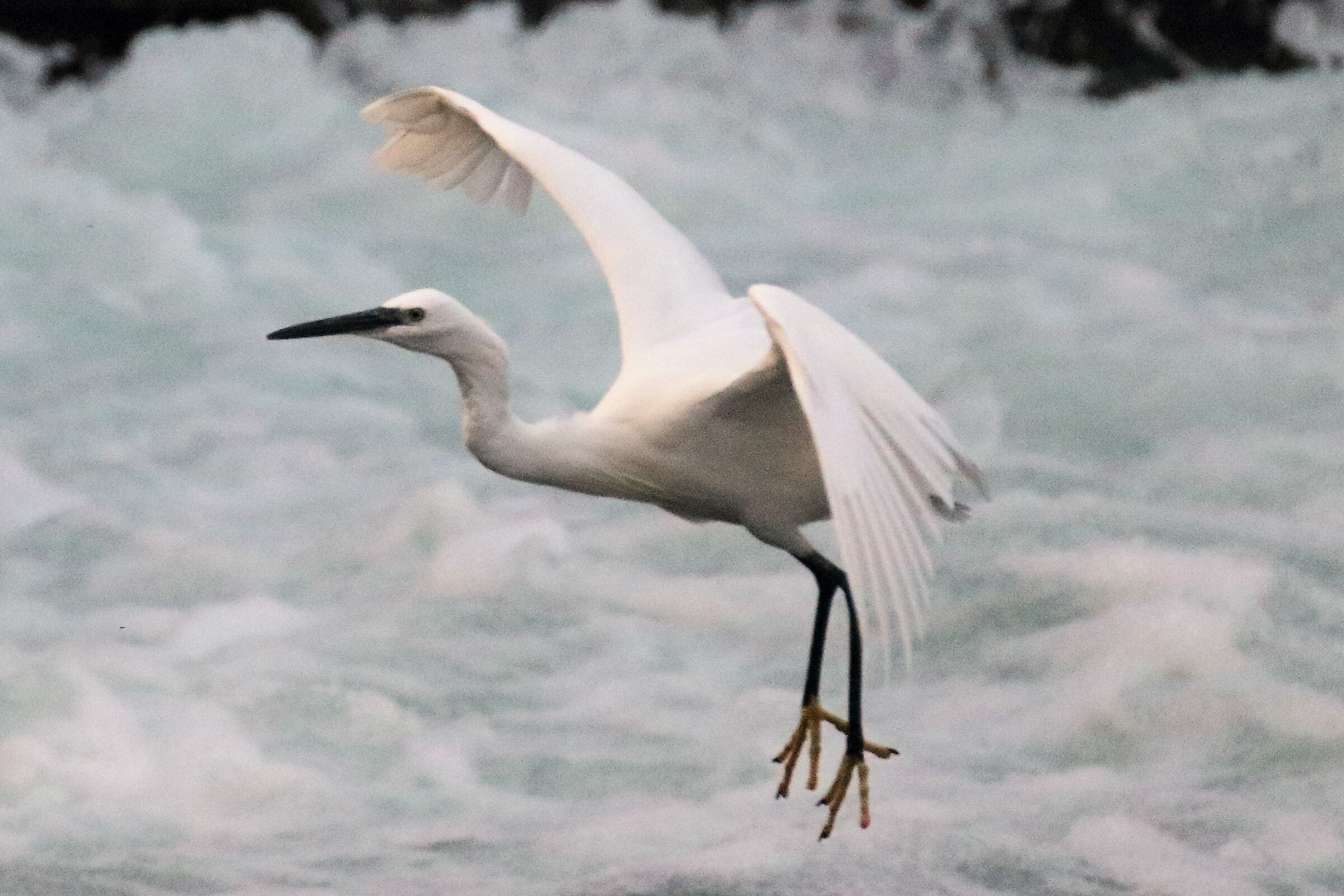 egret
