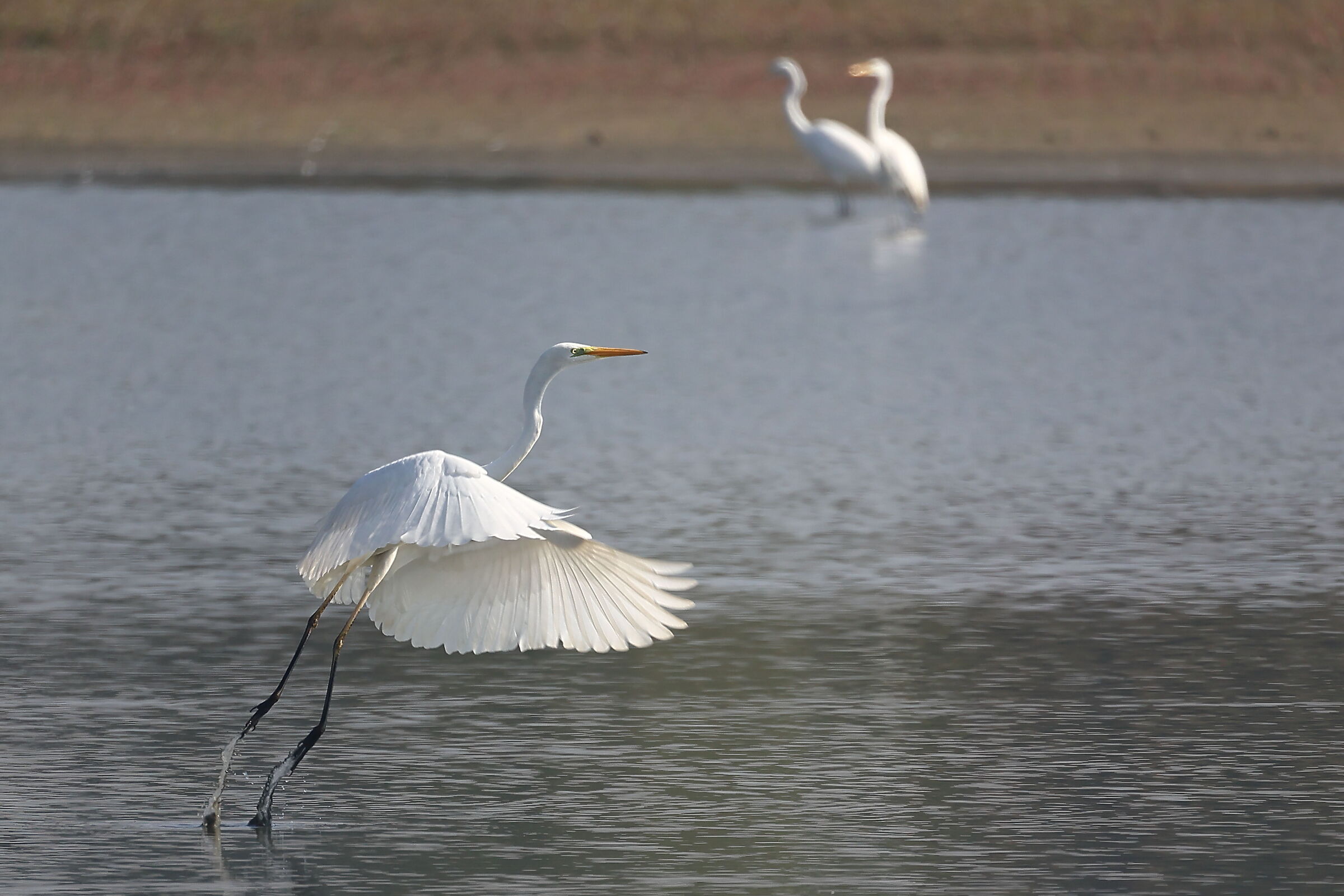 Airone bianco maggiore
