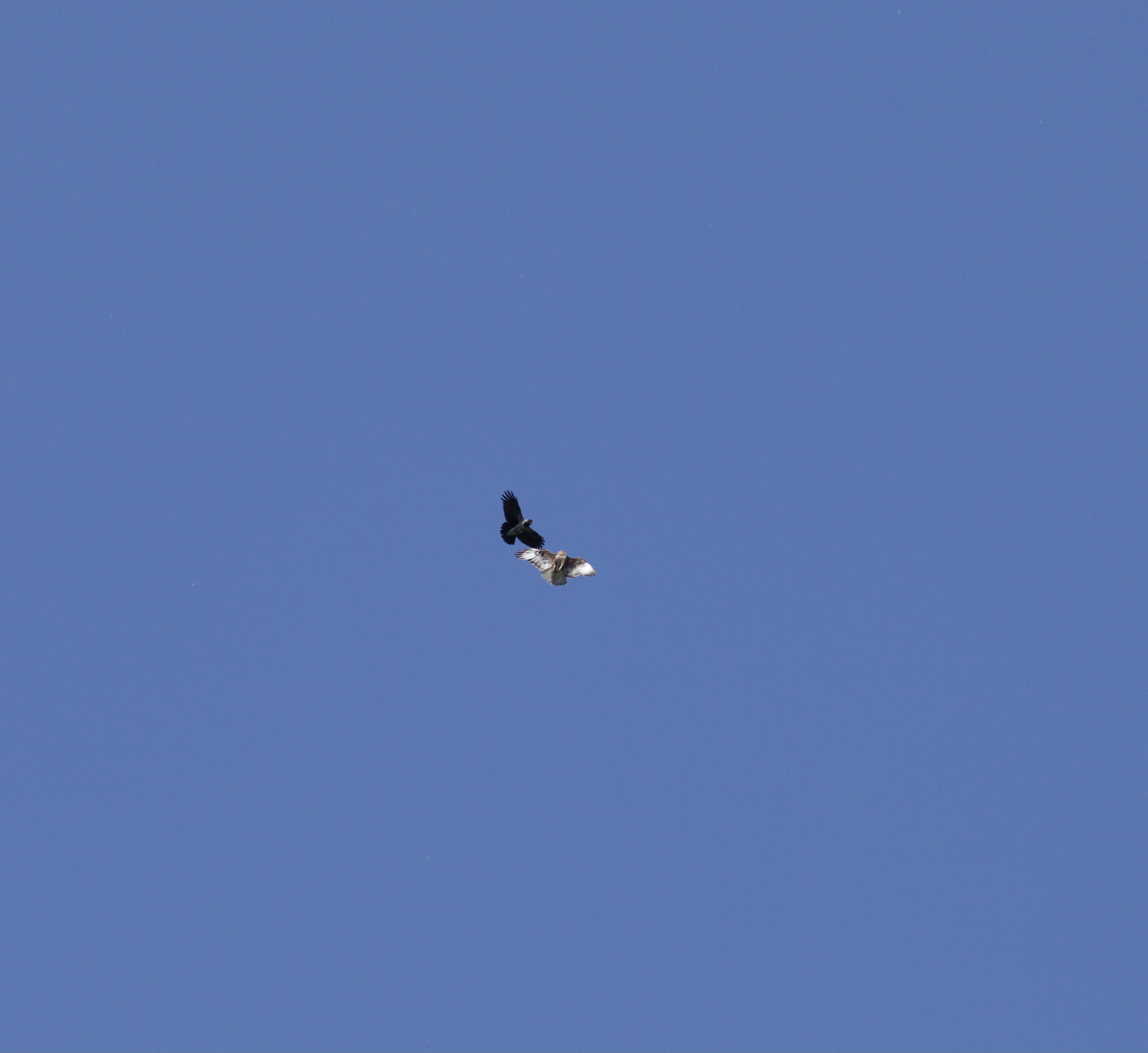 Due poiane in volo.