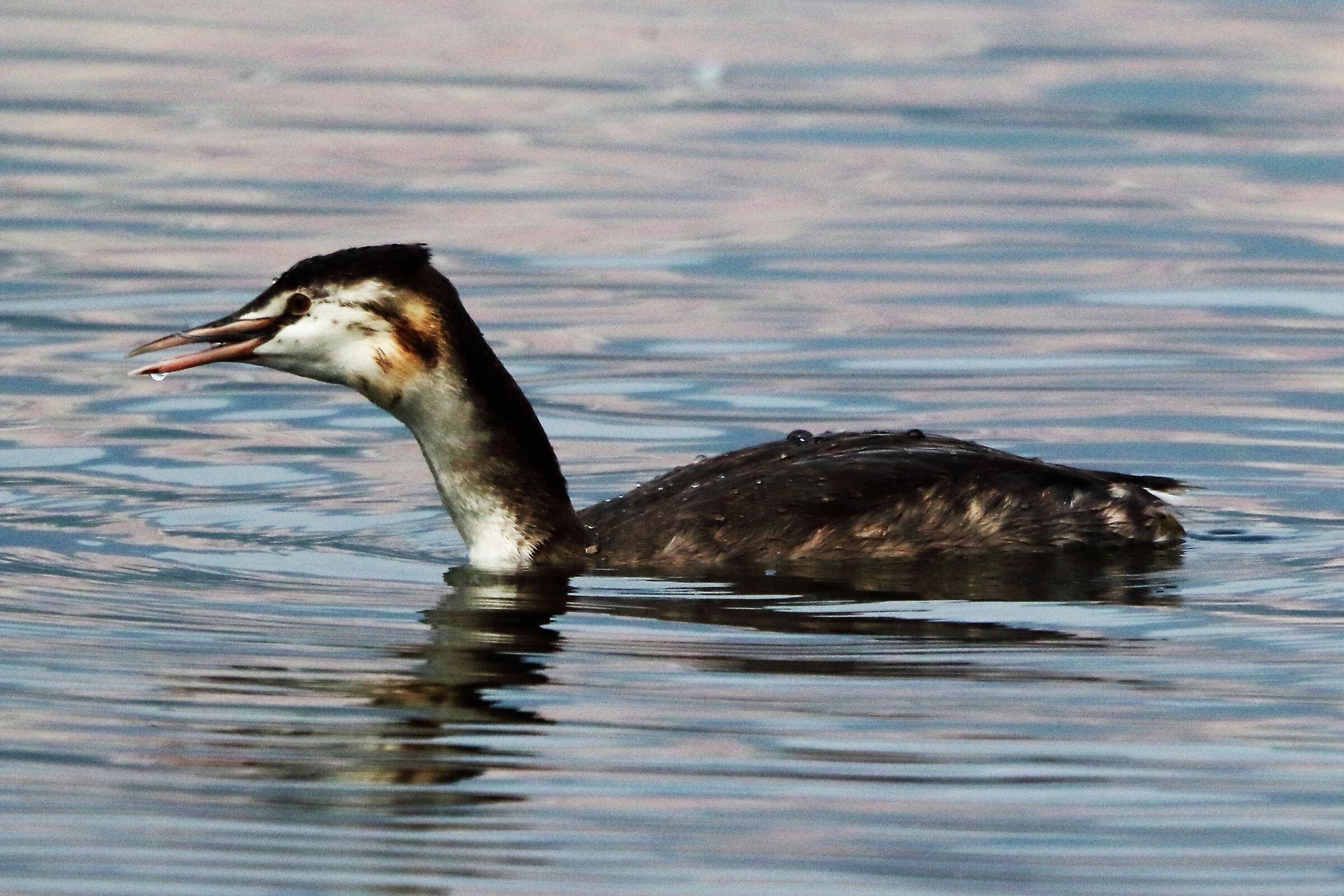 grebe