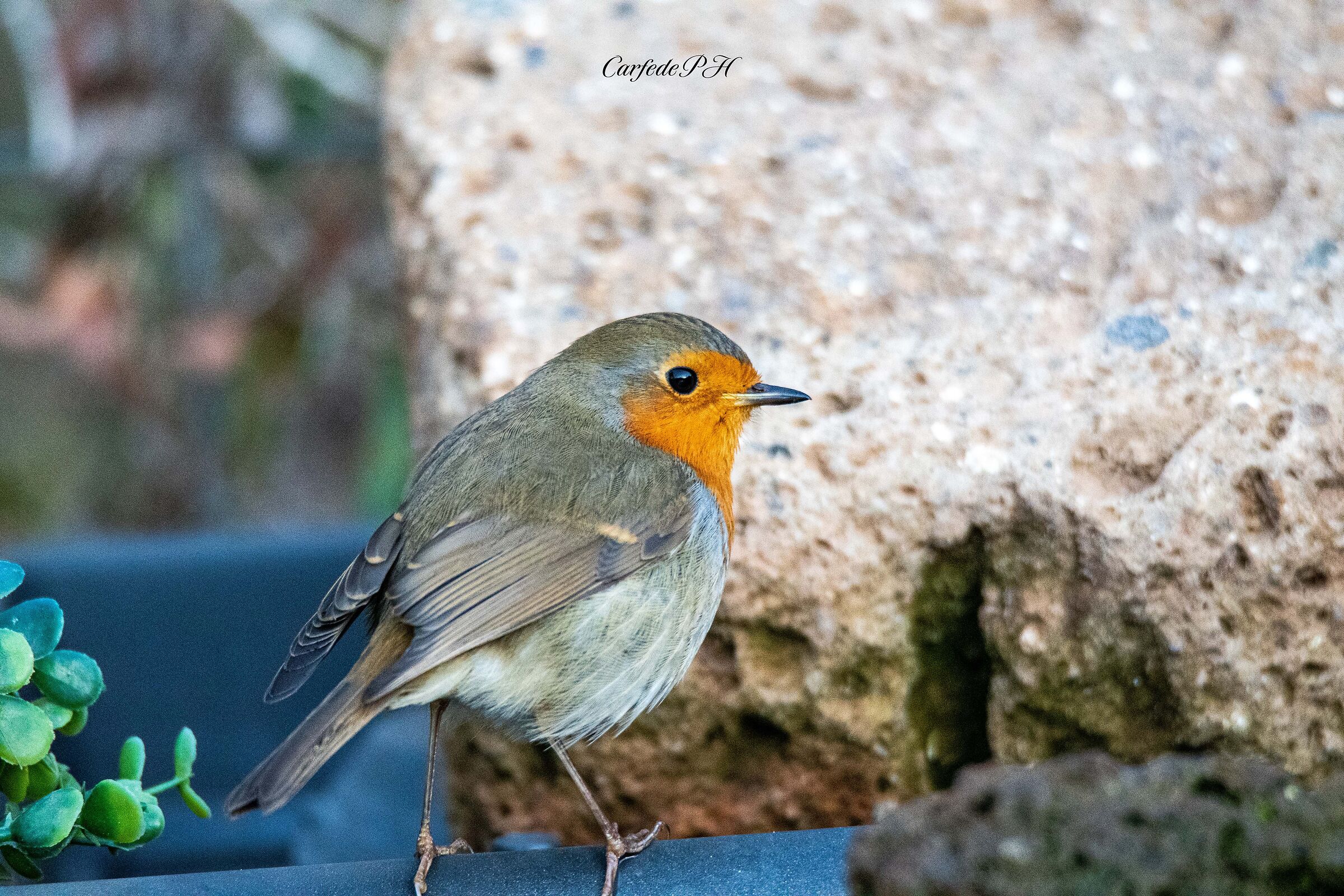 robin