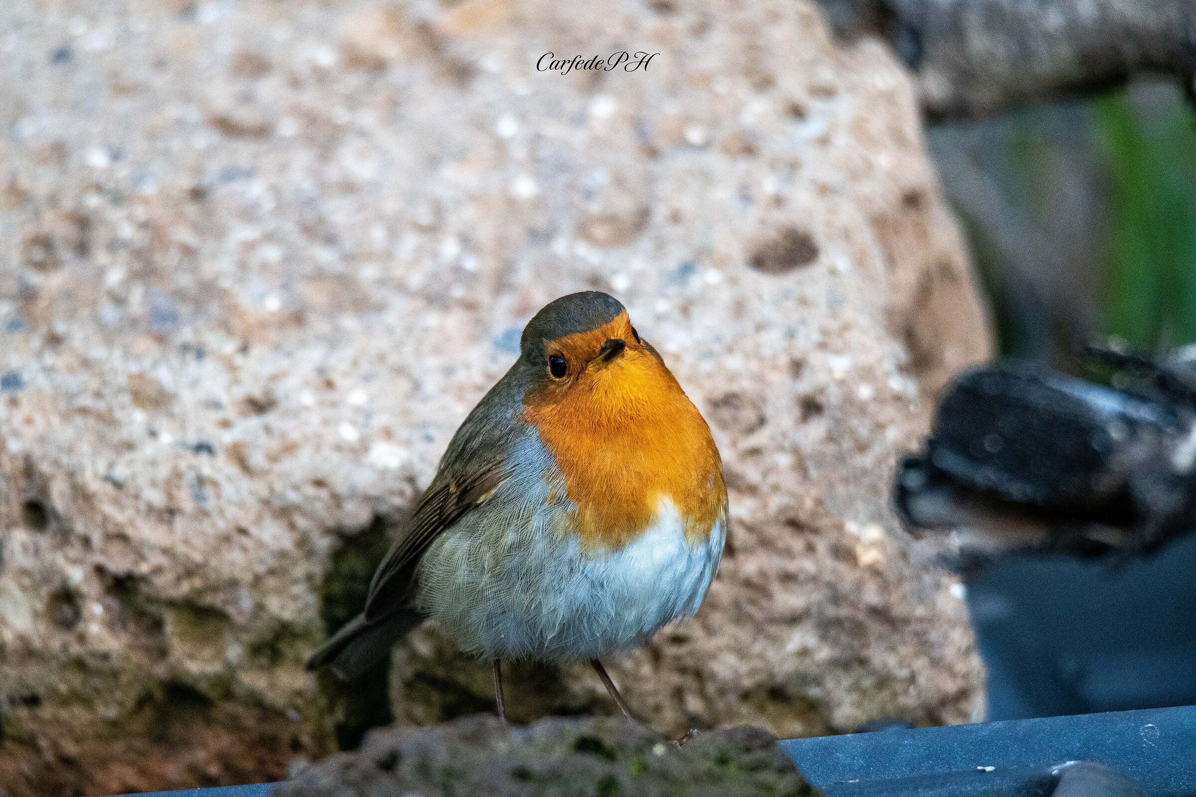 robin