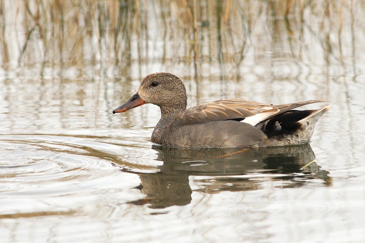 Gadwall