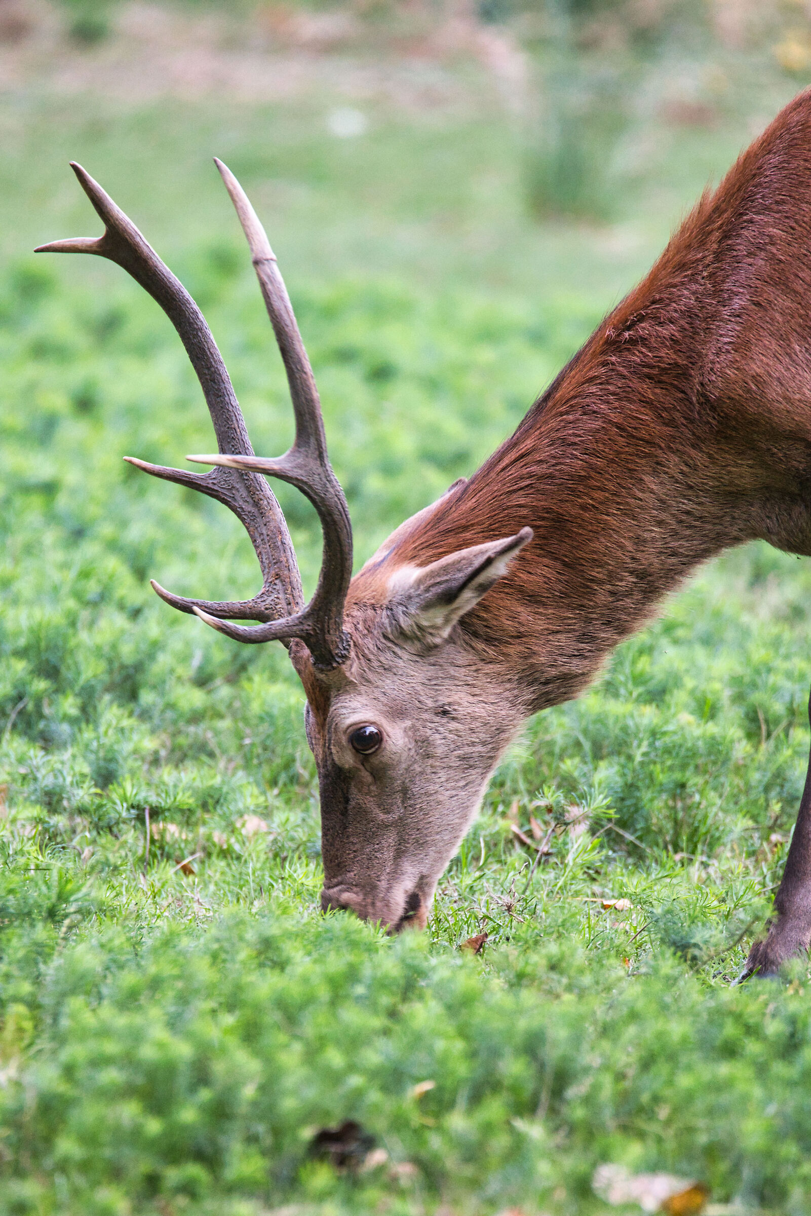 Cervo Bosco Mesola 3