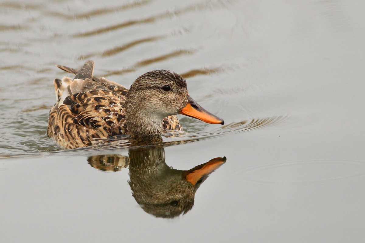 Gadwall
