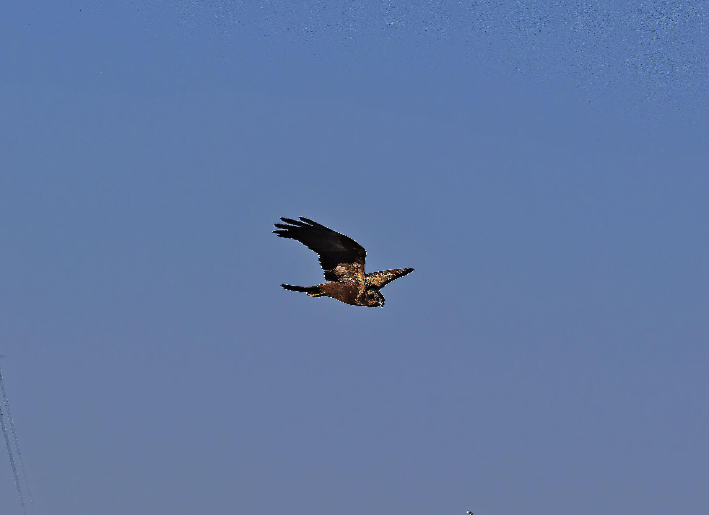 Falco di Palude a 77 metri