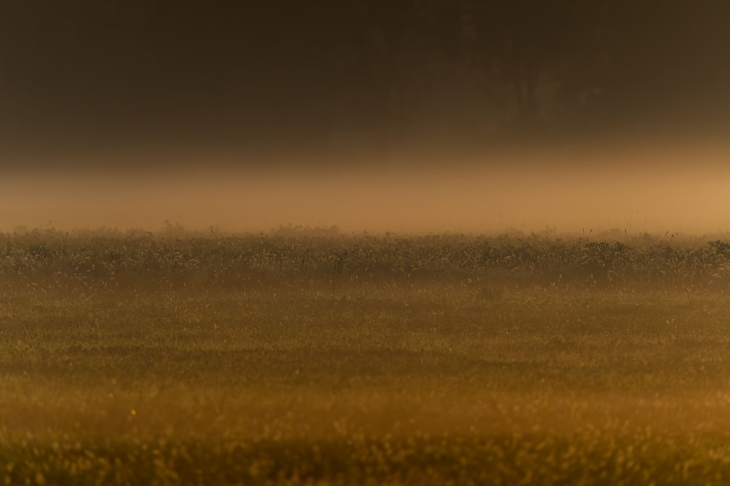 The light of the East