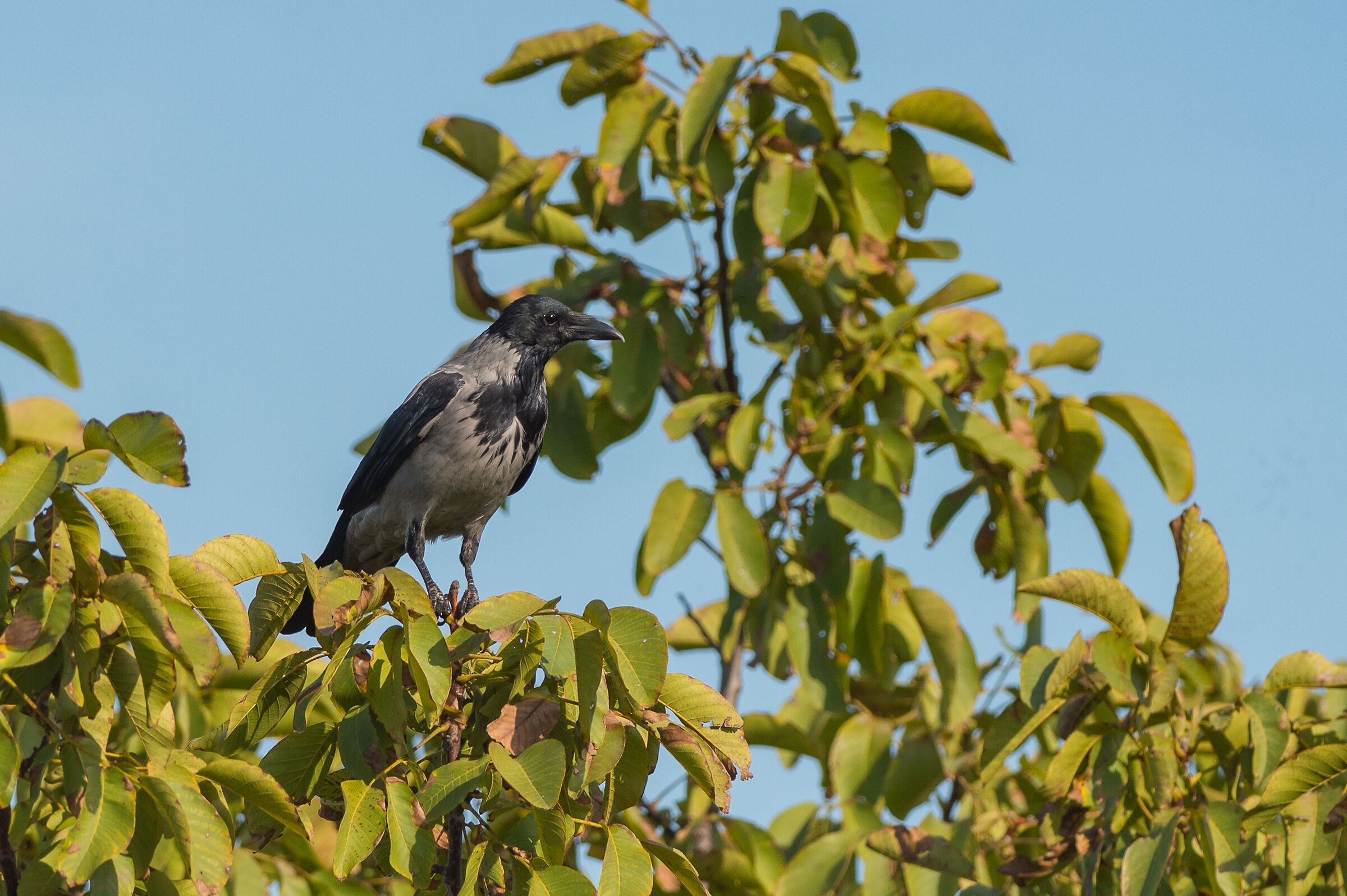 Crow
