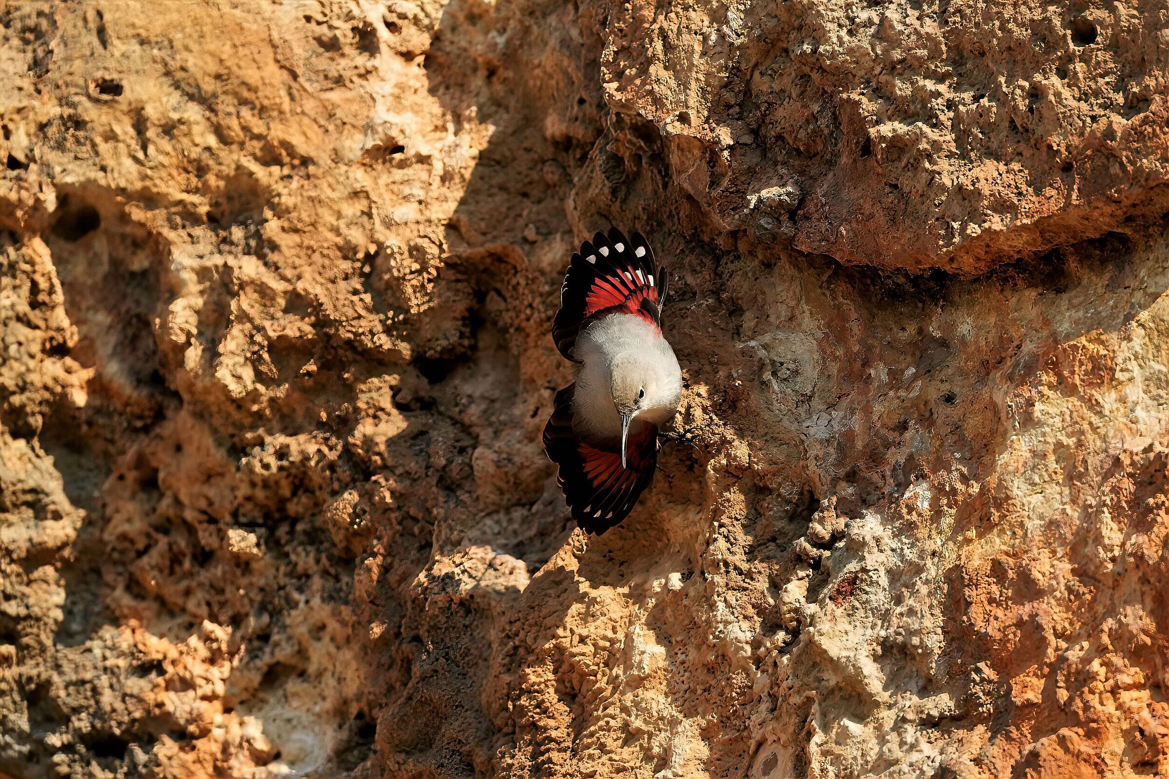 woodpecker