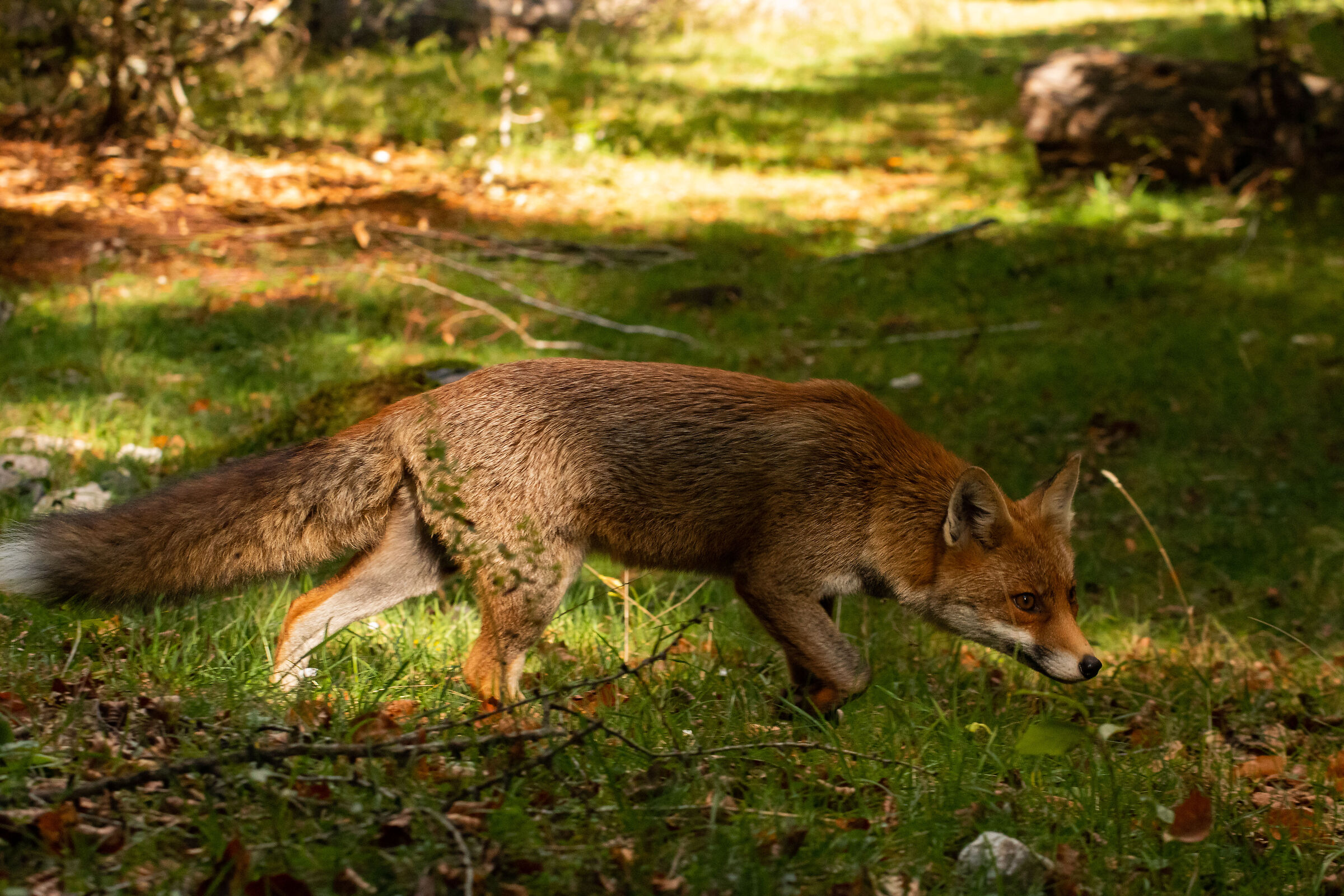 Apennine fox in the Park