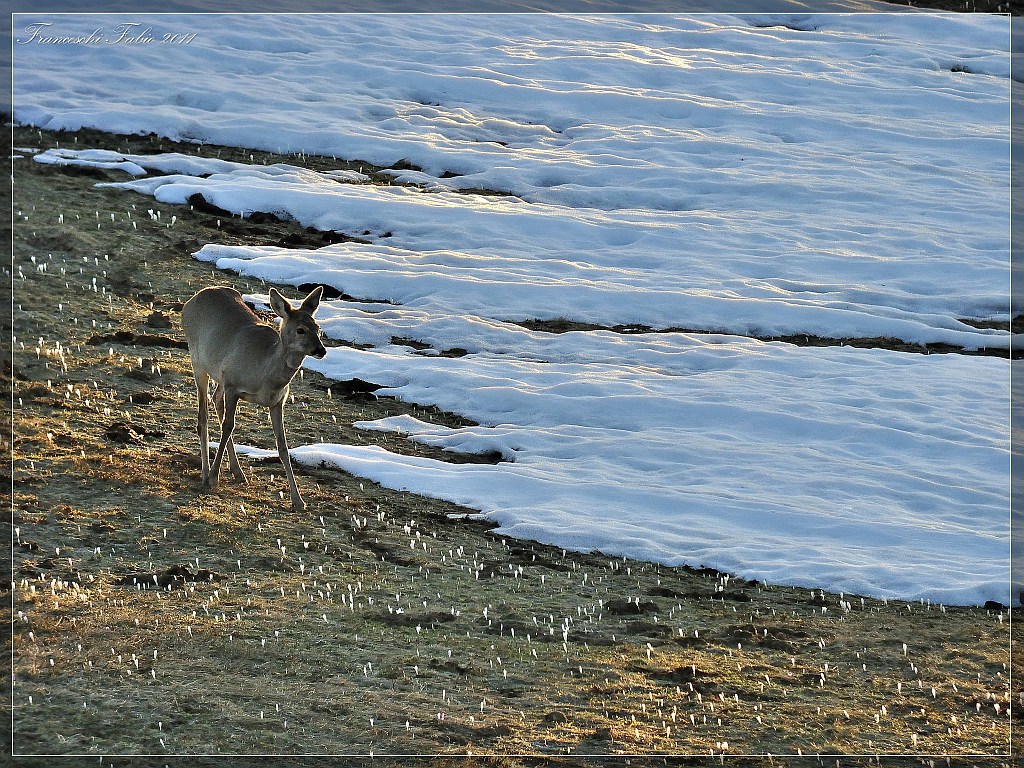 Sunset between the crocus!
