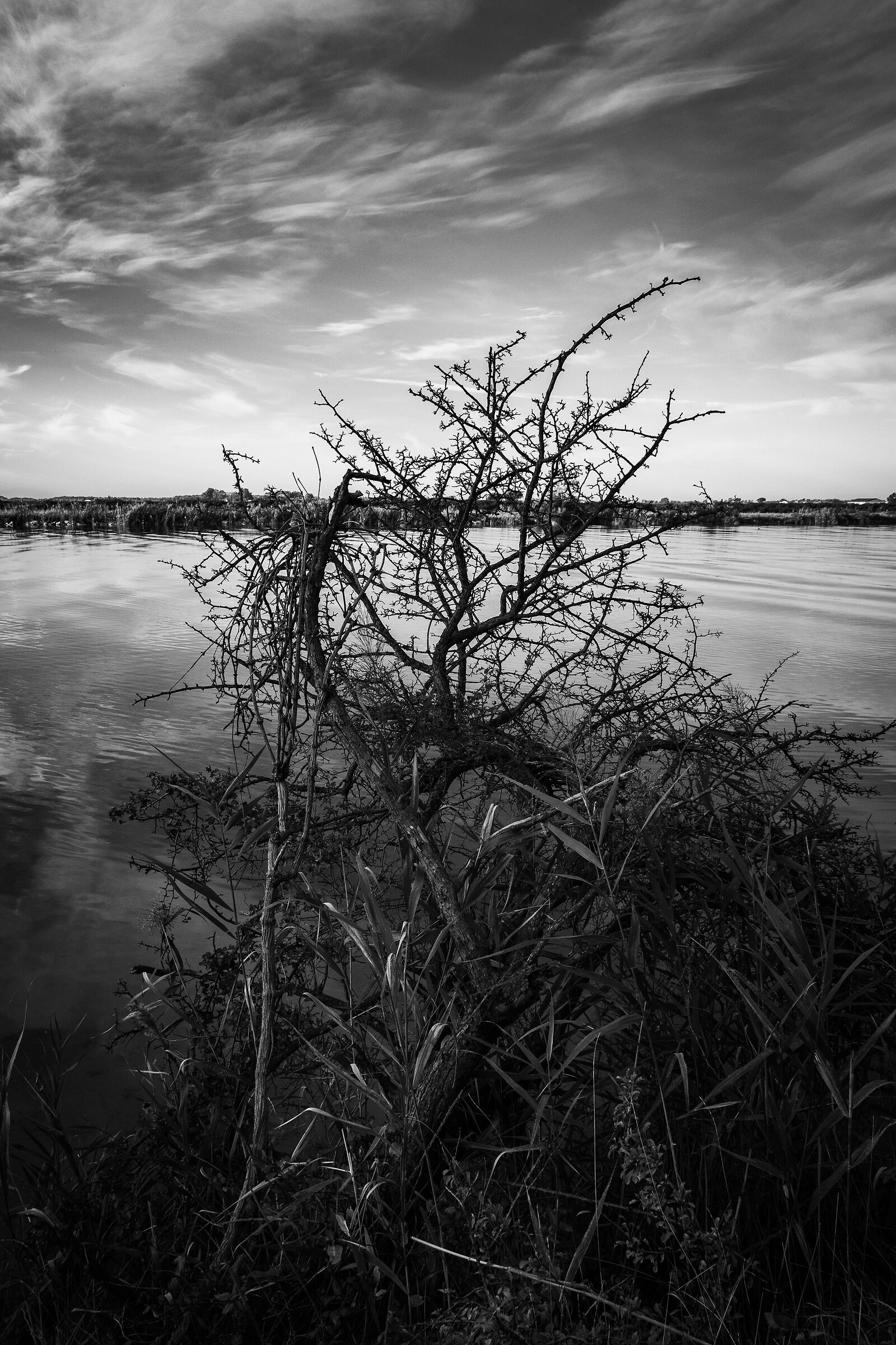 Shadow tree