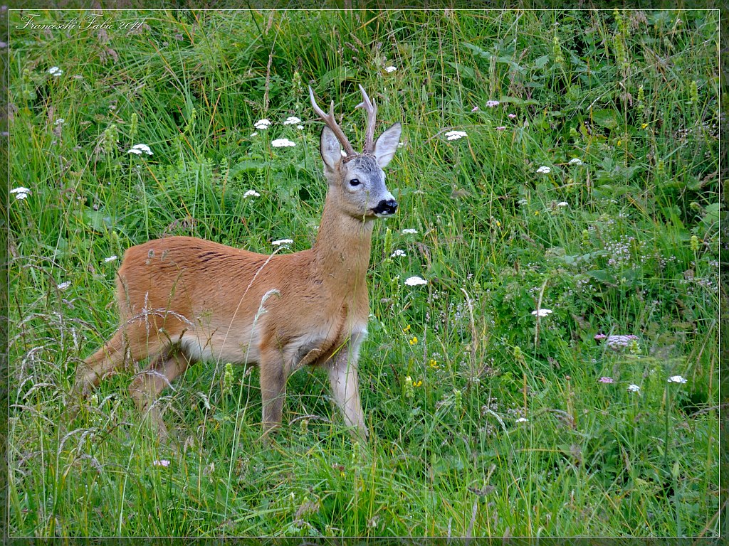 Tempo di amori per i caprioli!