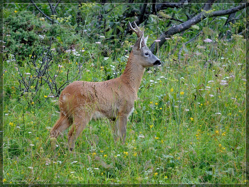 Among the flowers, a little break ...