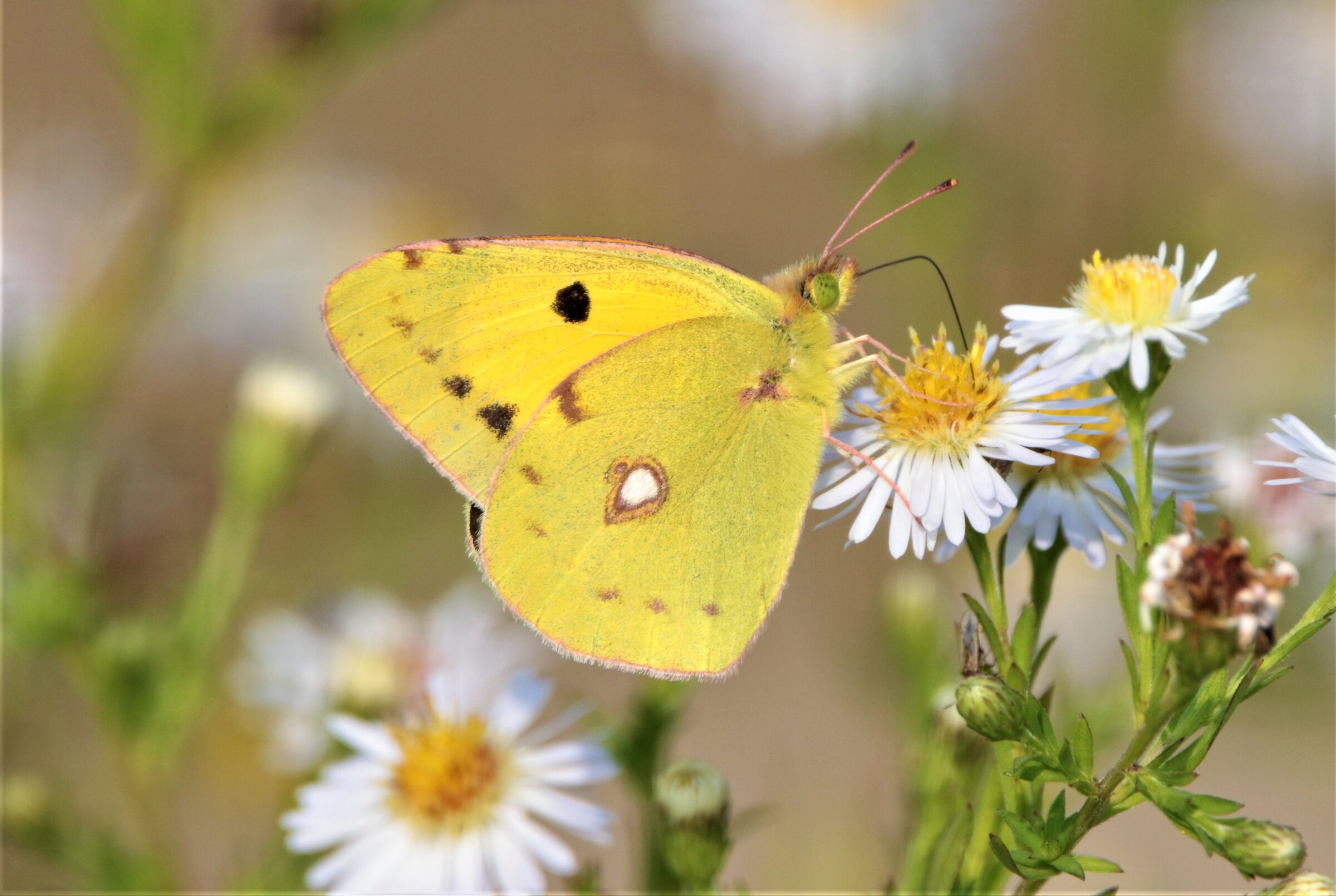 colias crocea
