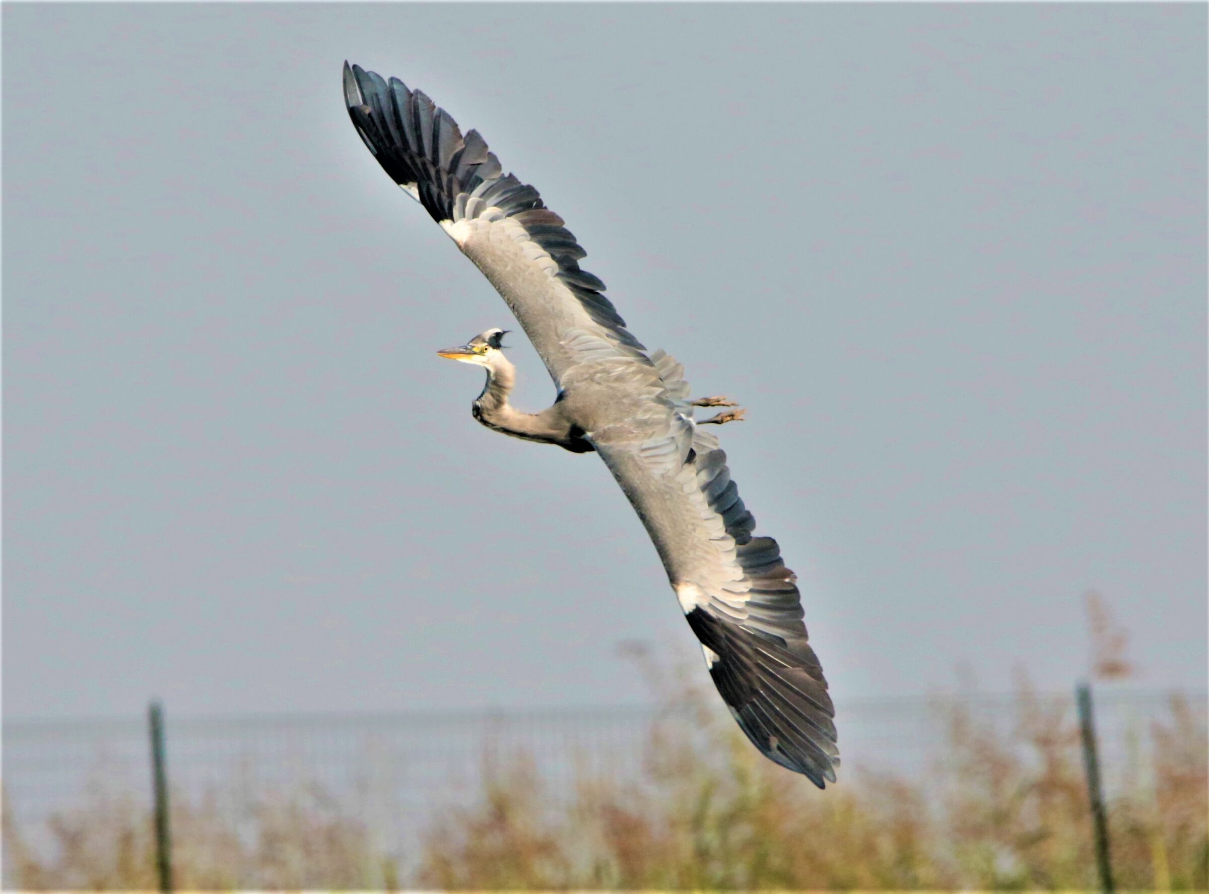 virata improvvisa cenerino