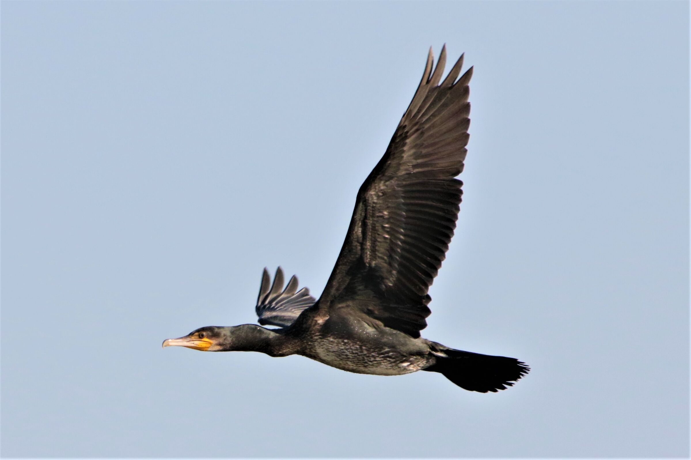 cormorano
