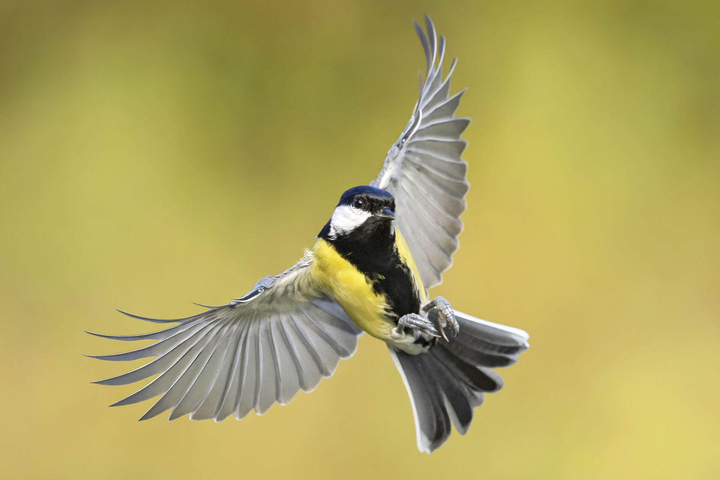 Parus major in volo