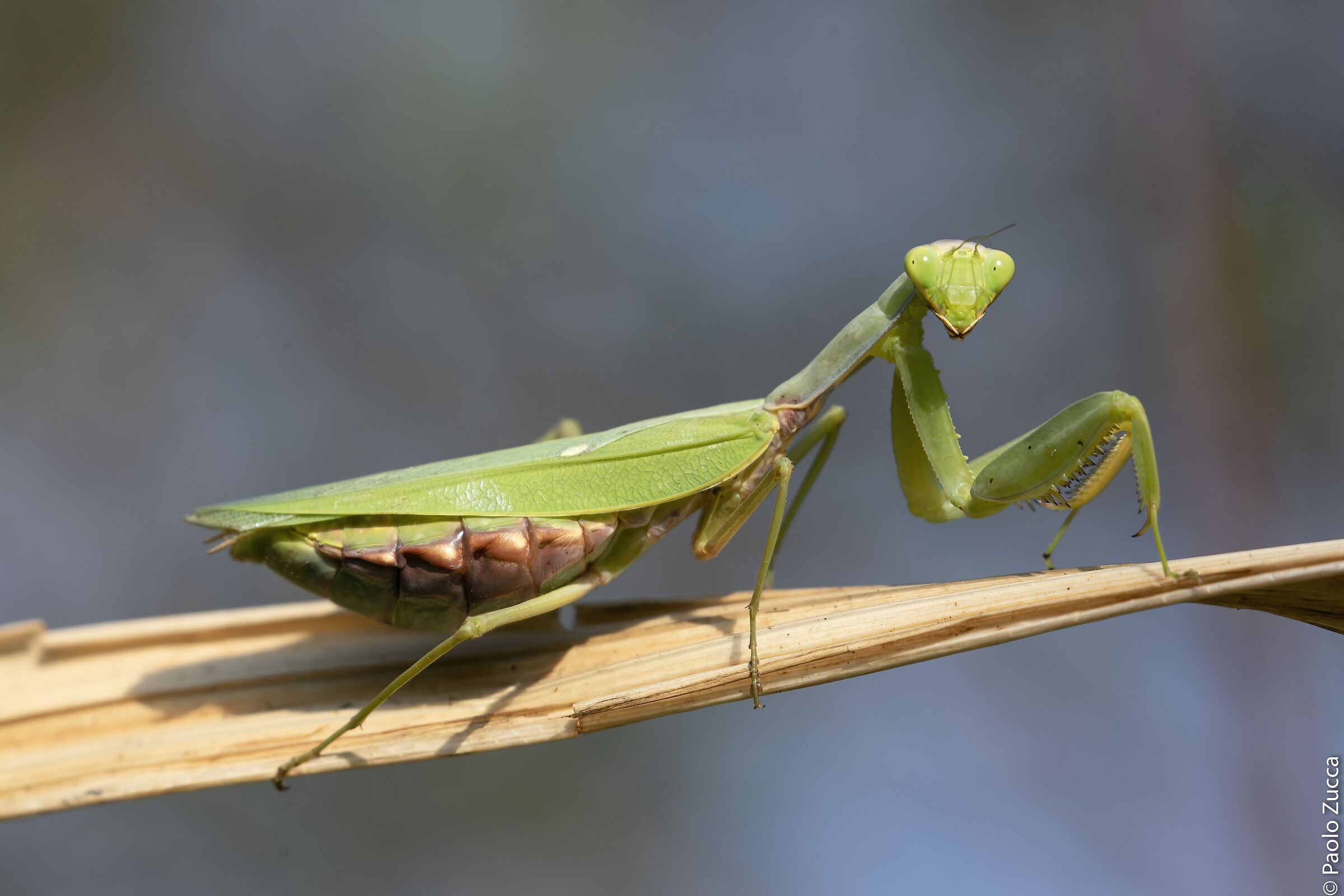 Hierodula transcaucasica