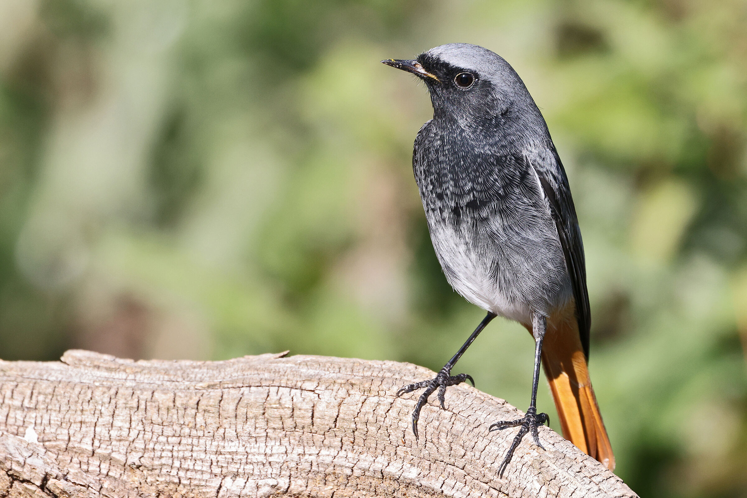 Black redstart
