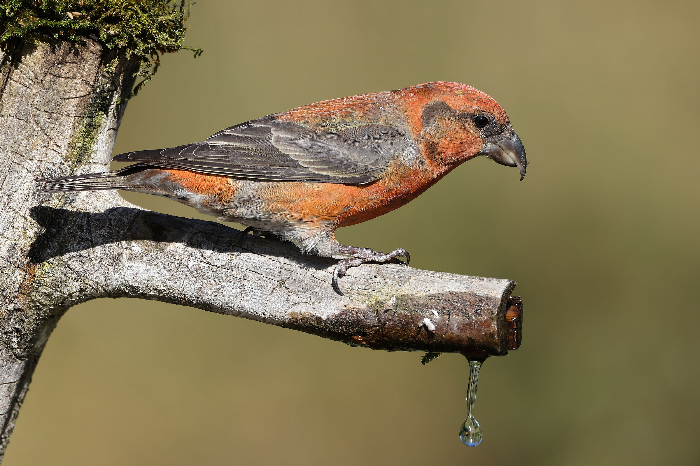 Male cruises at the watering