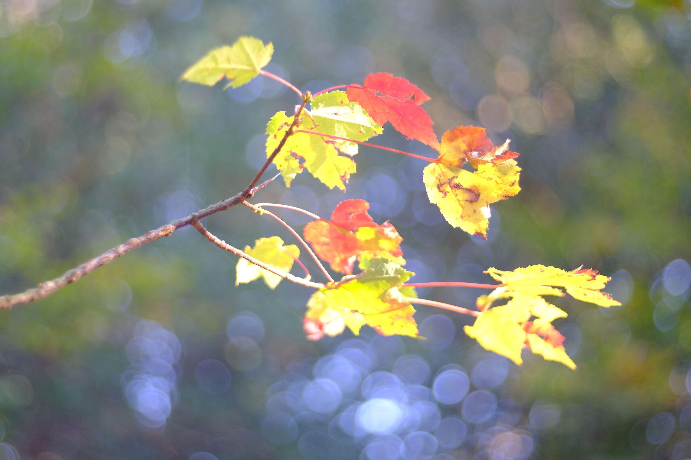 Autumn Bokeh