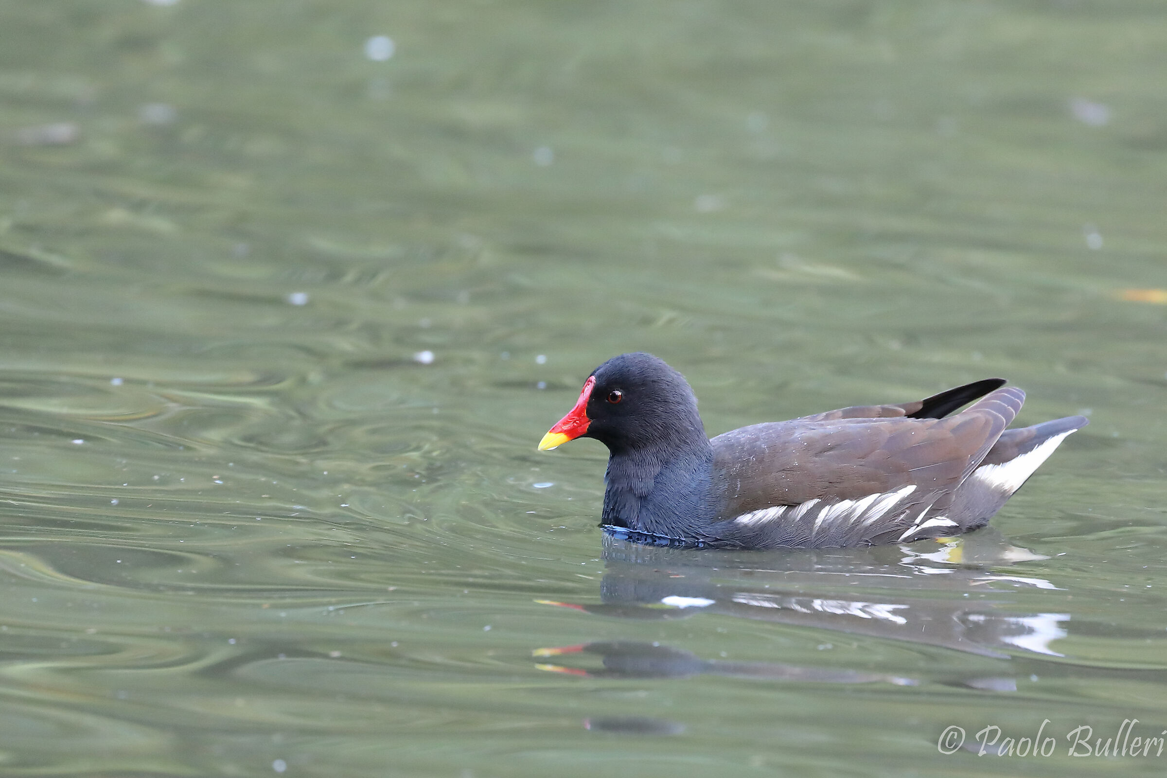 Moorhen
