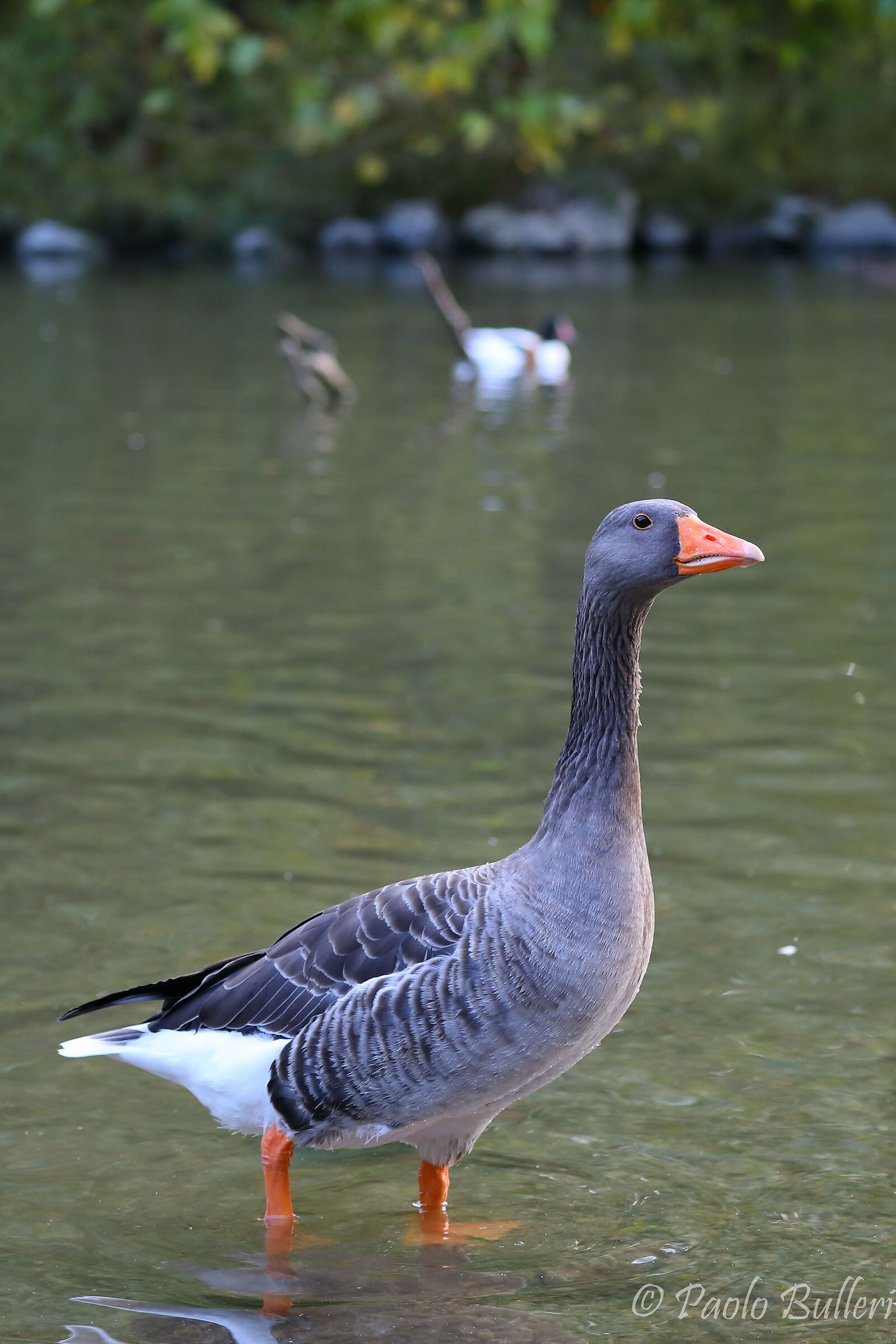Greylag goose
