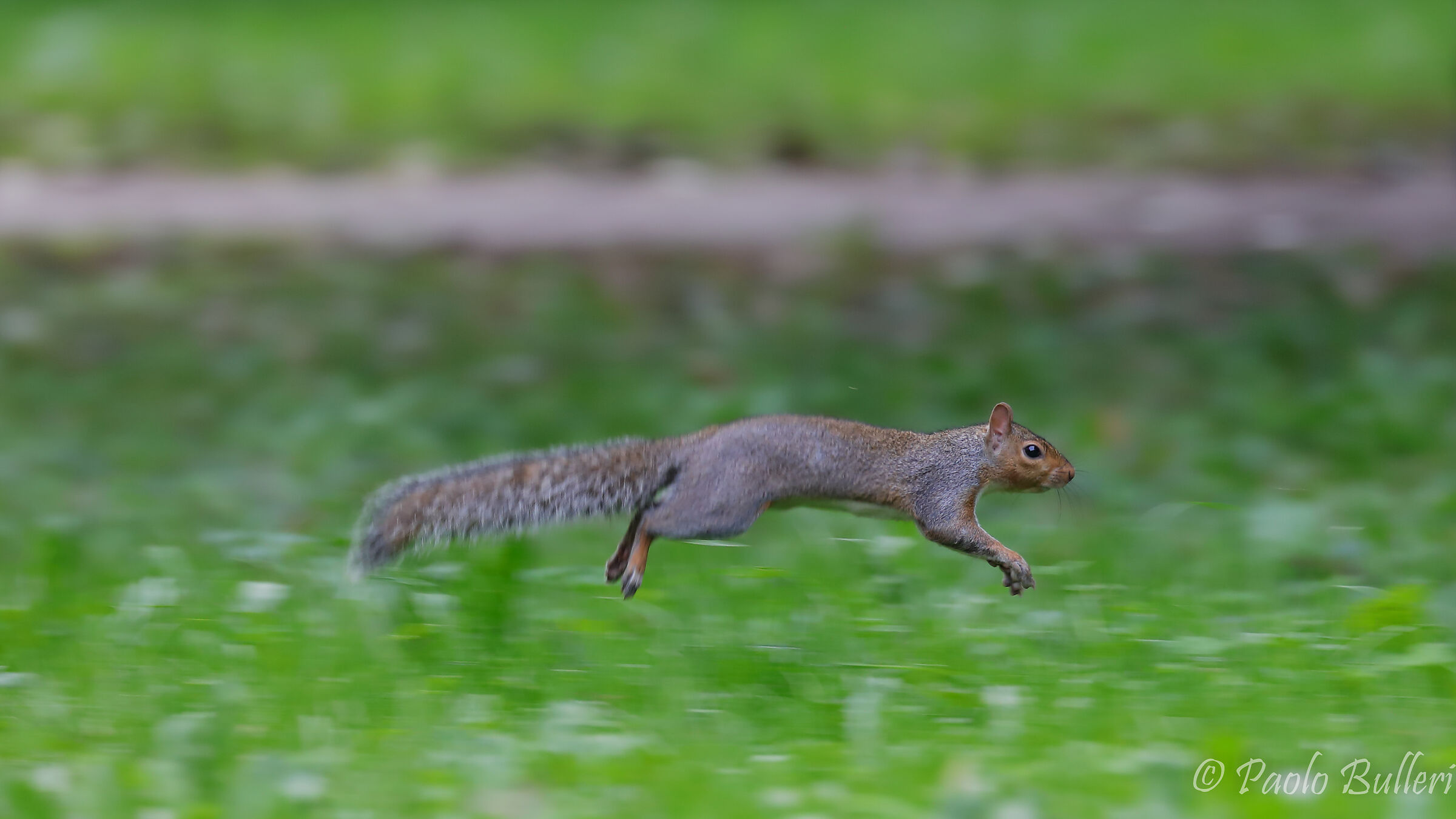 squirrel jump