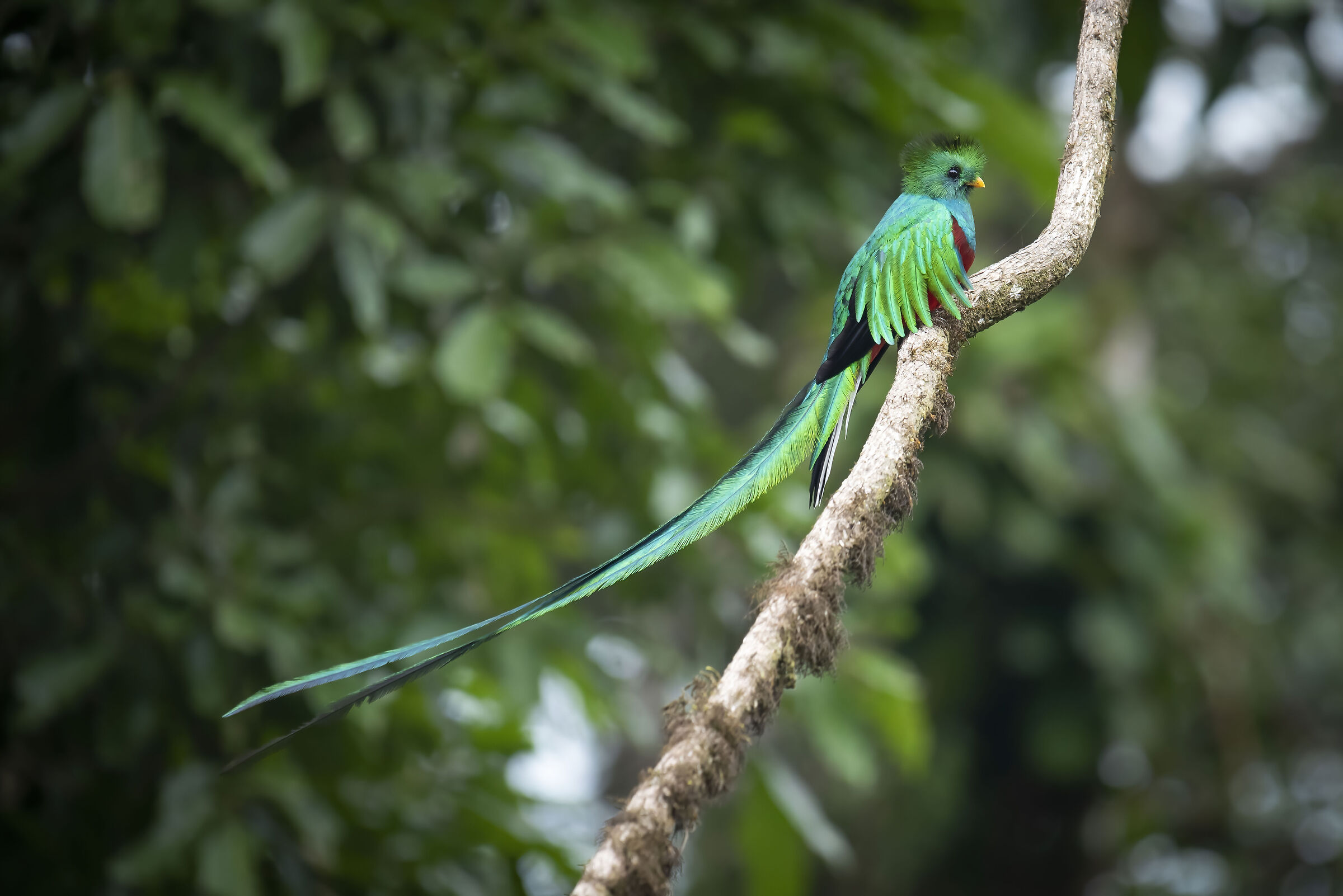 Pharomachrus mocinno (Quetzal guatemalteco)