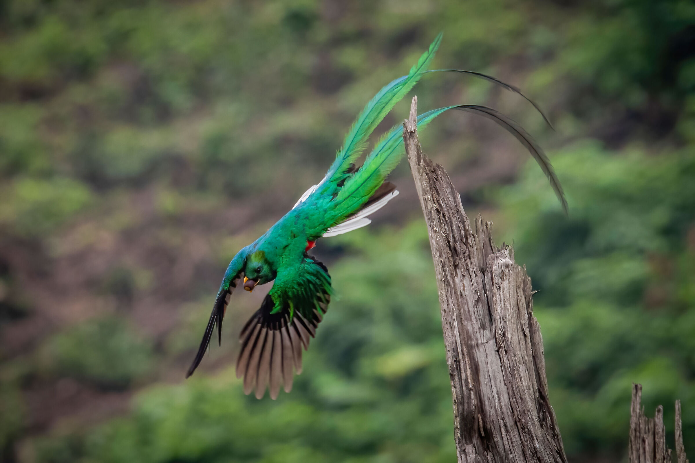 Pharomachrus mocinno (Quetzal guatemalteco)