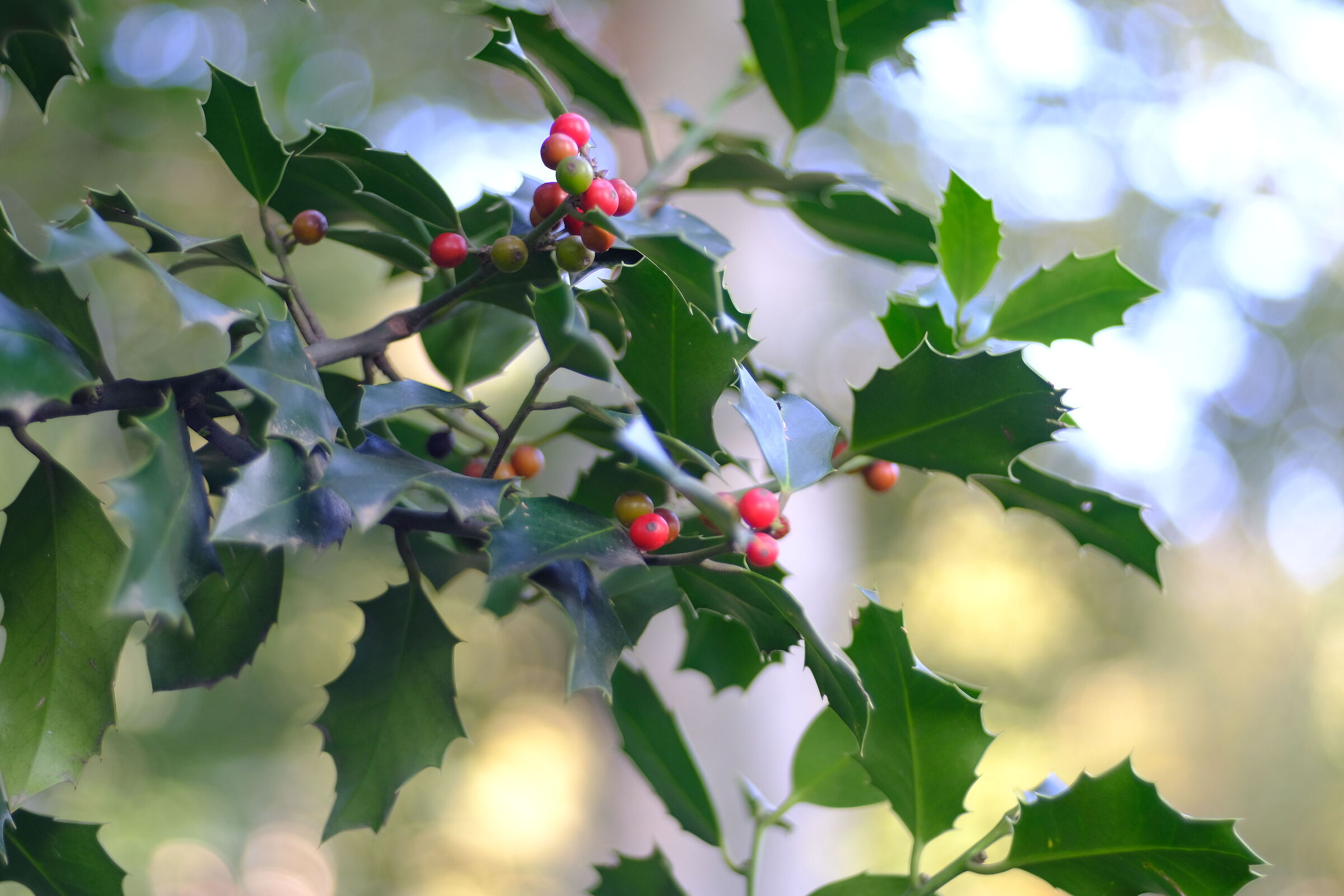 Holly