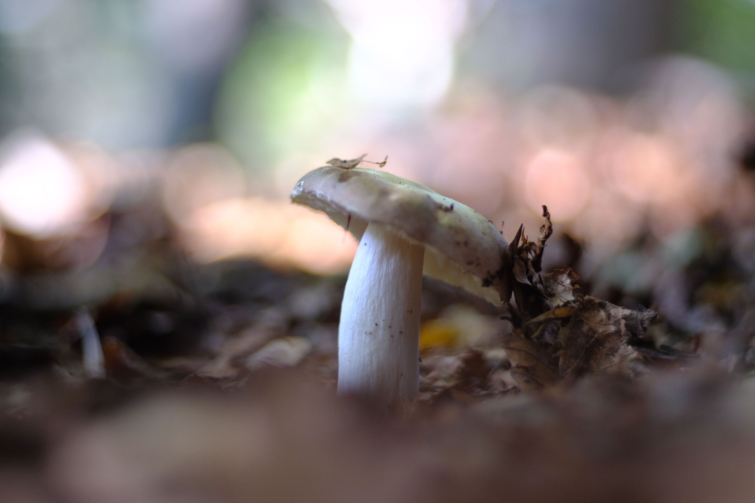 Mushroom 3