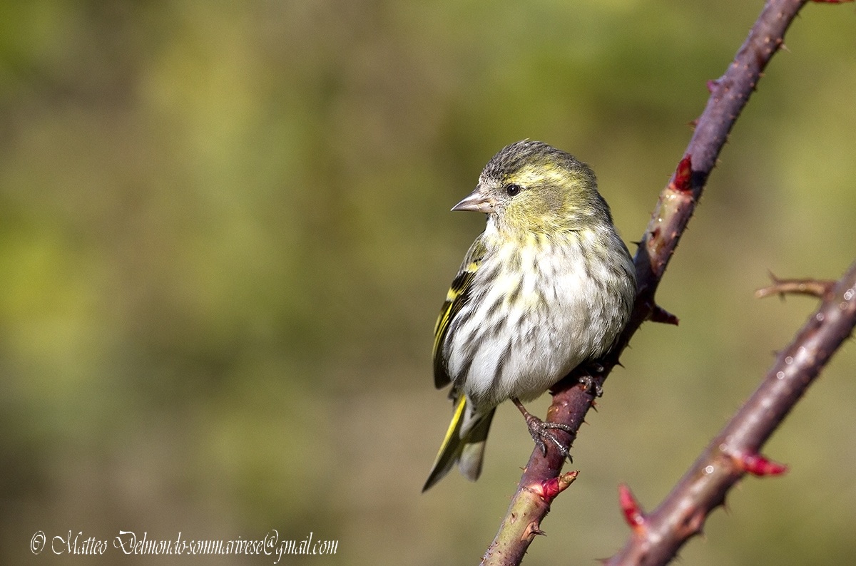 Siskin