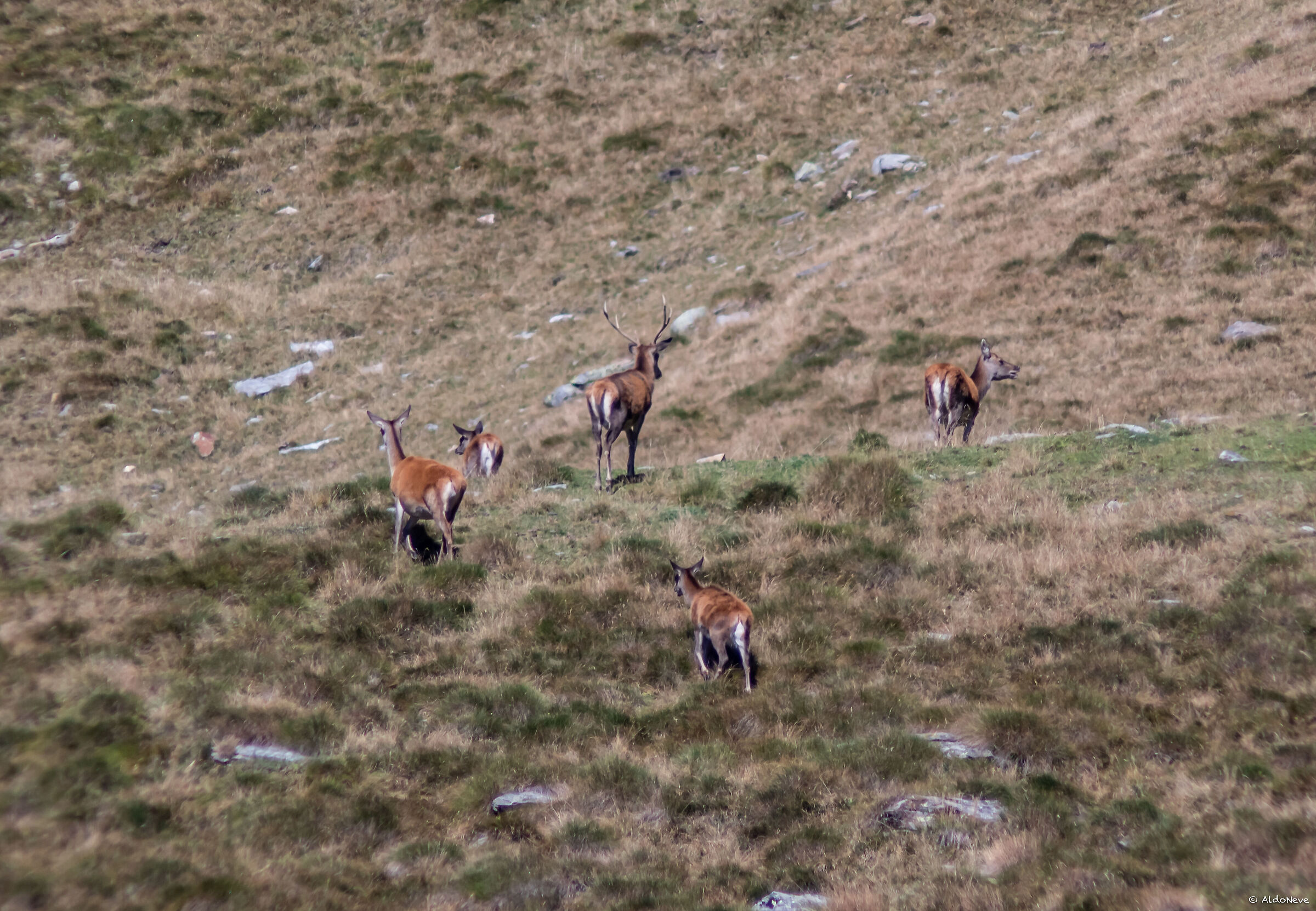Male with four females